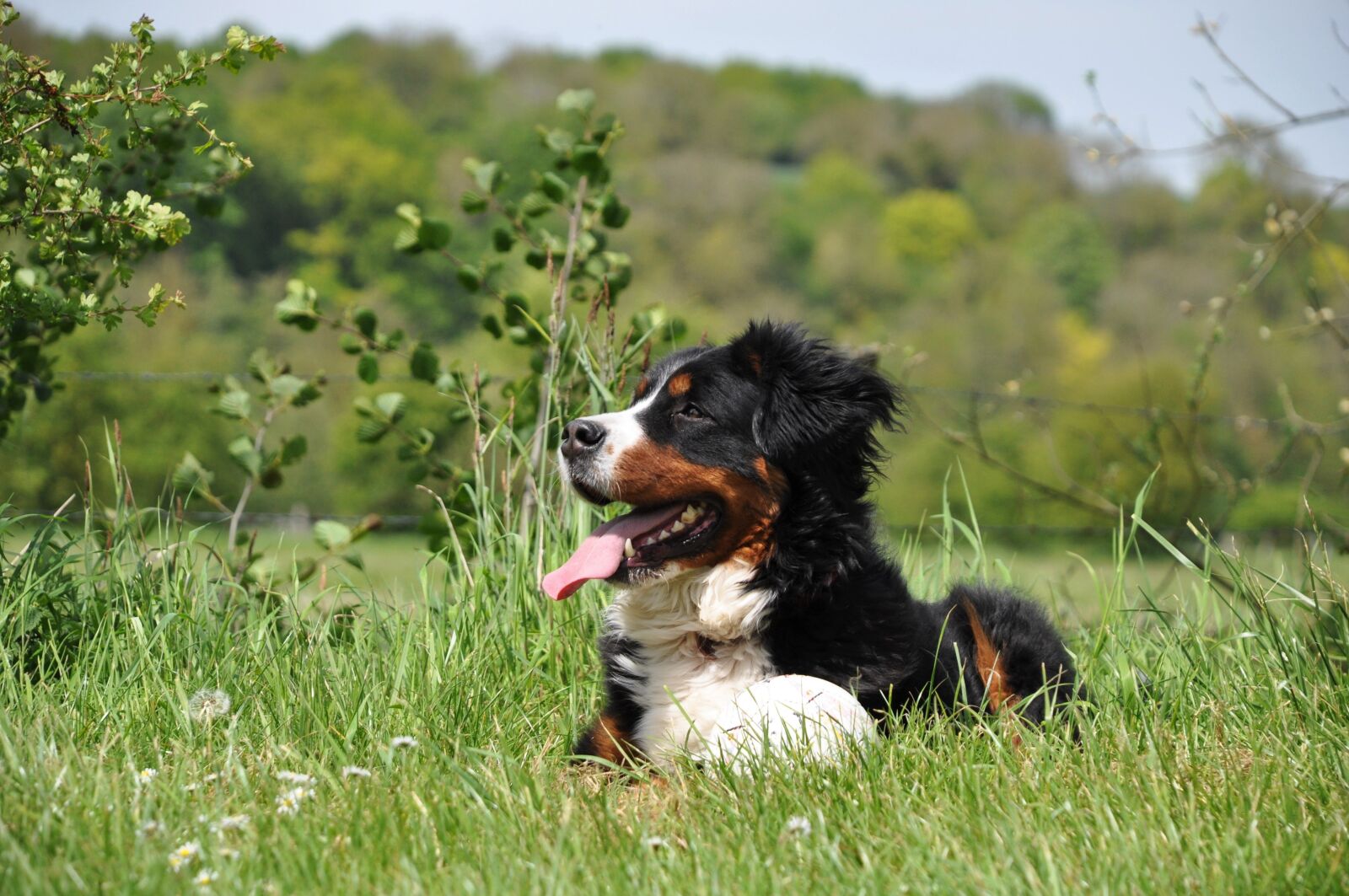 Nikon D90 sample photo. Dog, domestic animal, animal photography
