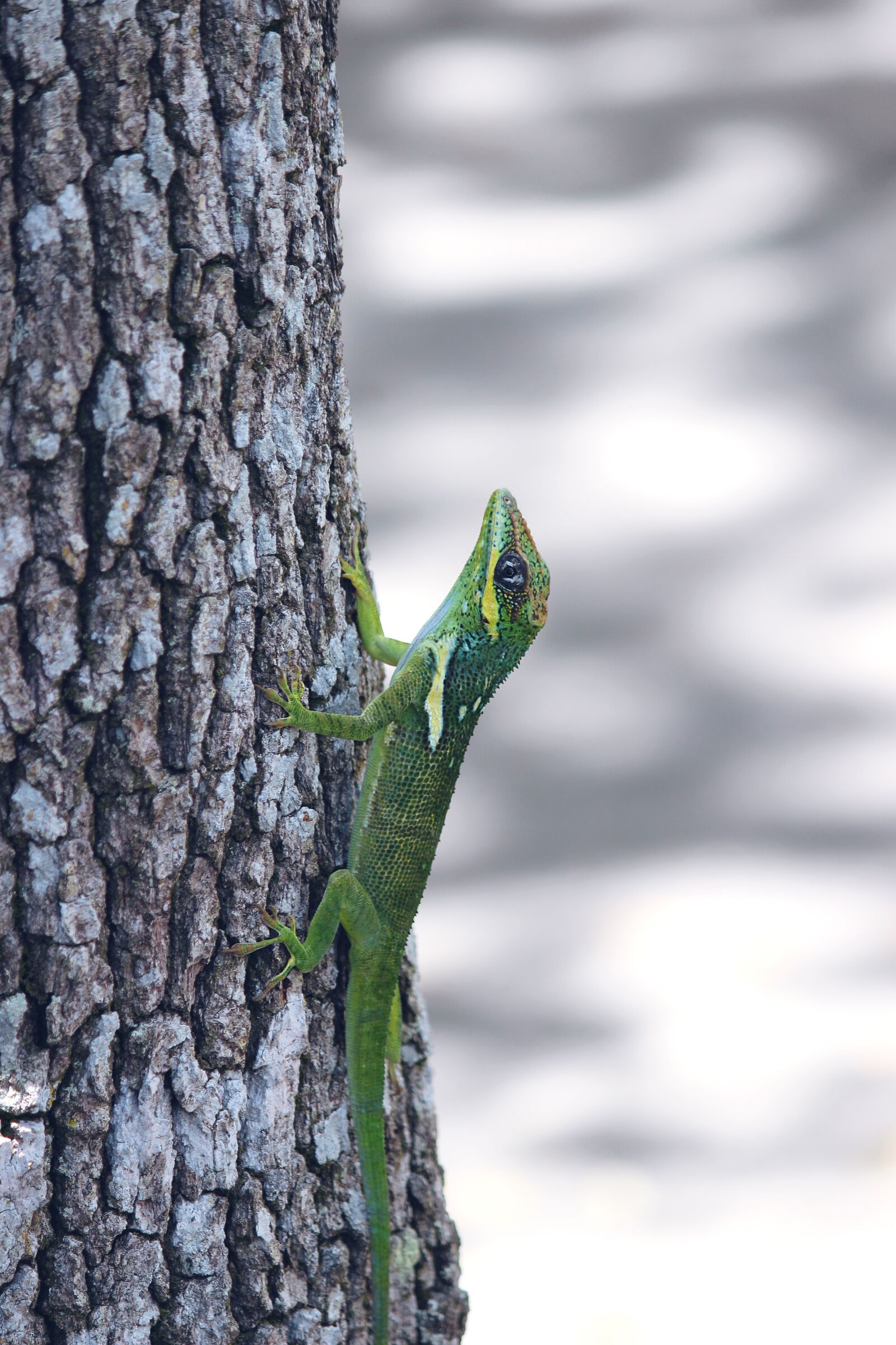 Canon EOS 600D (Rebel EOS T3i / EOS Kiss X5) sample photo. Lizard, animal, reptile photography