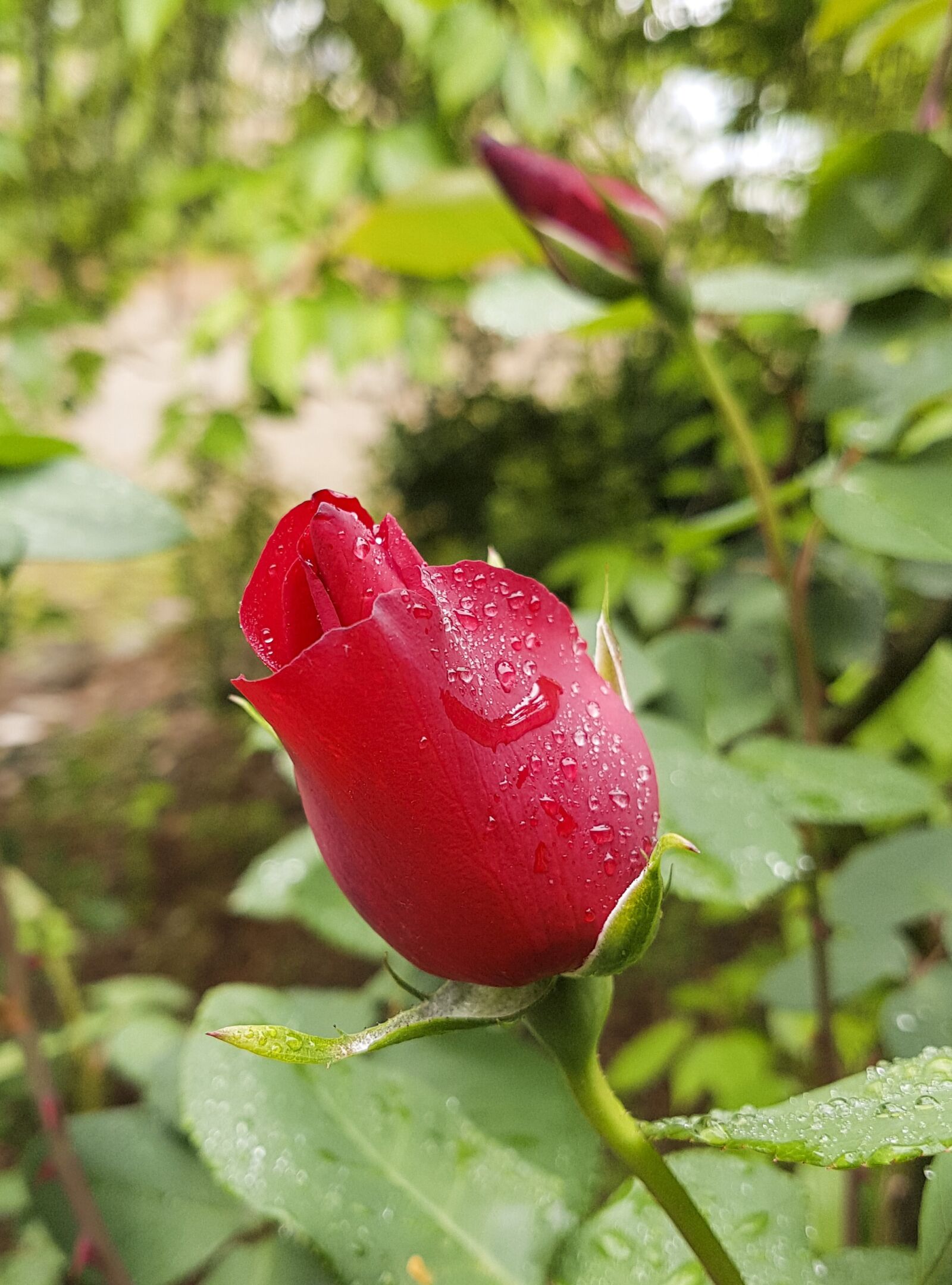 Samsung Galaxy S7 Rear Camera sample photo. Nature, flower, flora photography