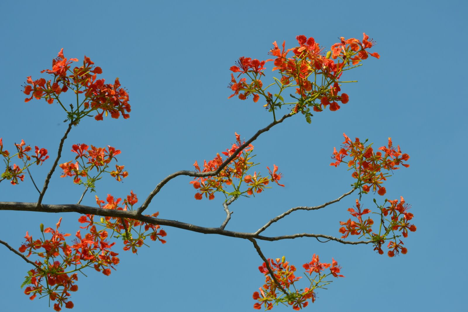 Nikon D3100 sample photo. Flowers, red, flower photography