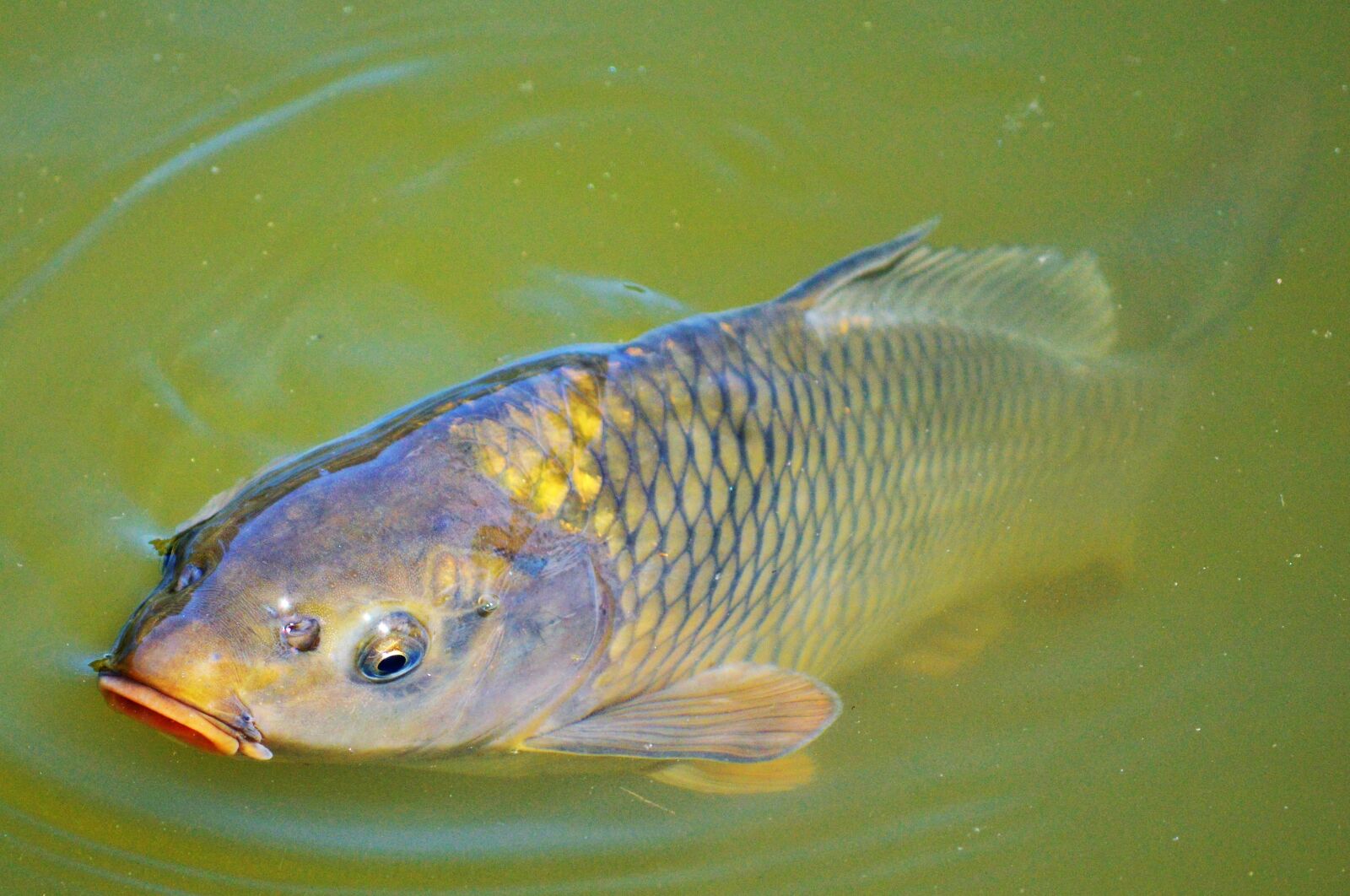 Nikon D3200 sample photo. Carp, fish, appear photography