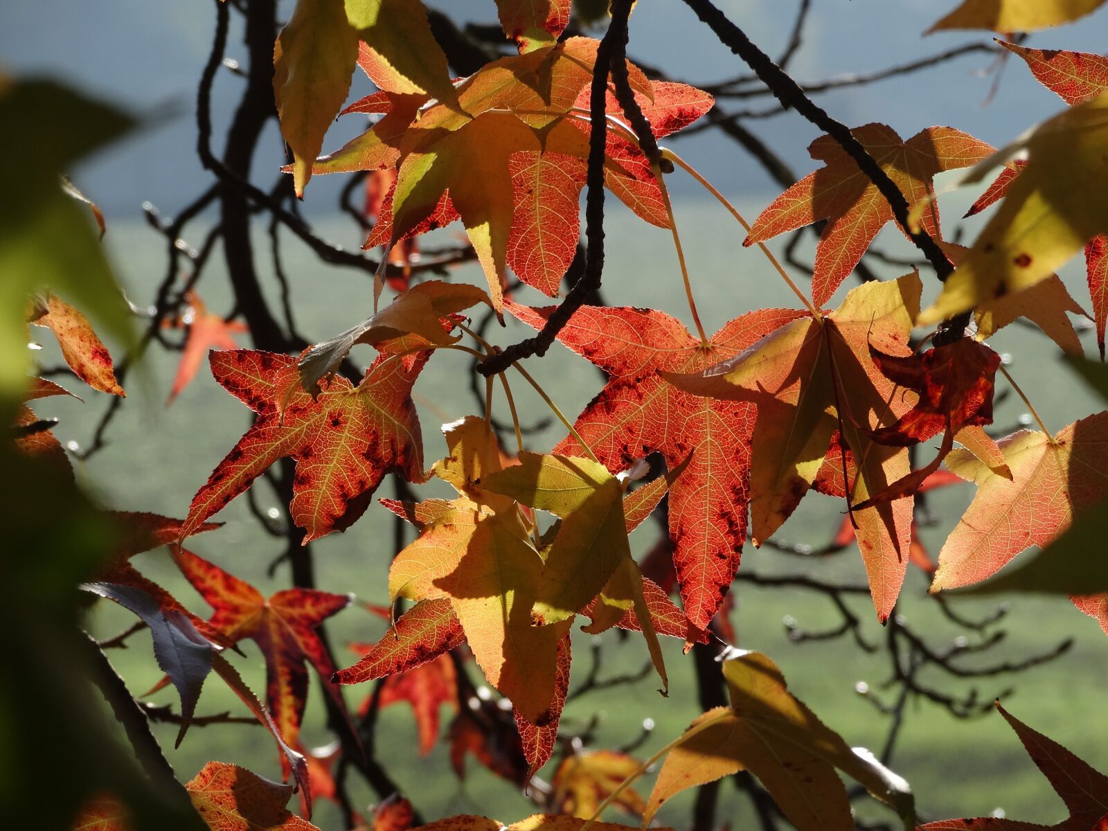 Sony Cyber-shot DSC-HX300 sample photo. Fall leaves, autumn, season photography