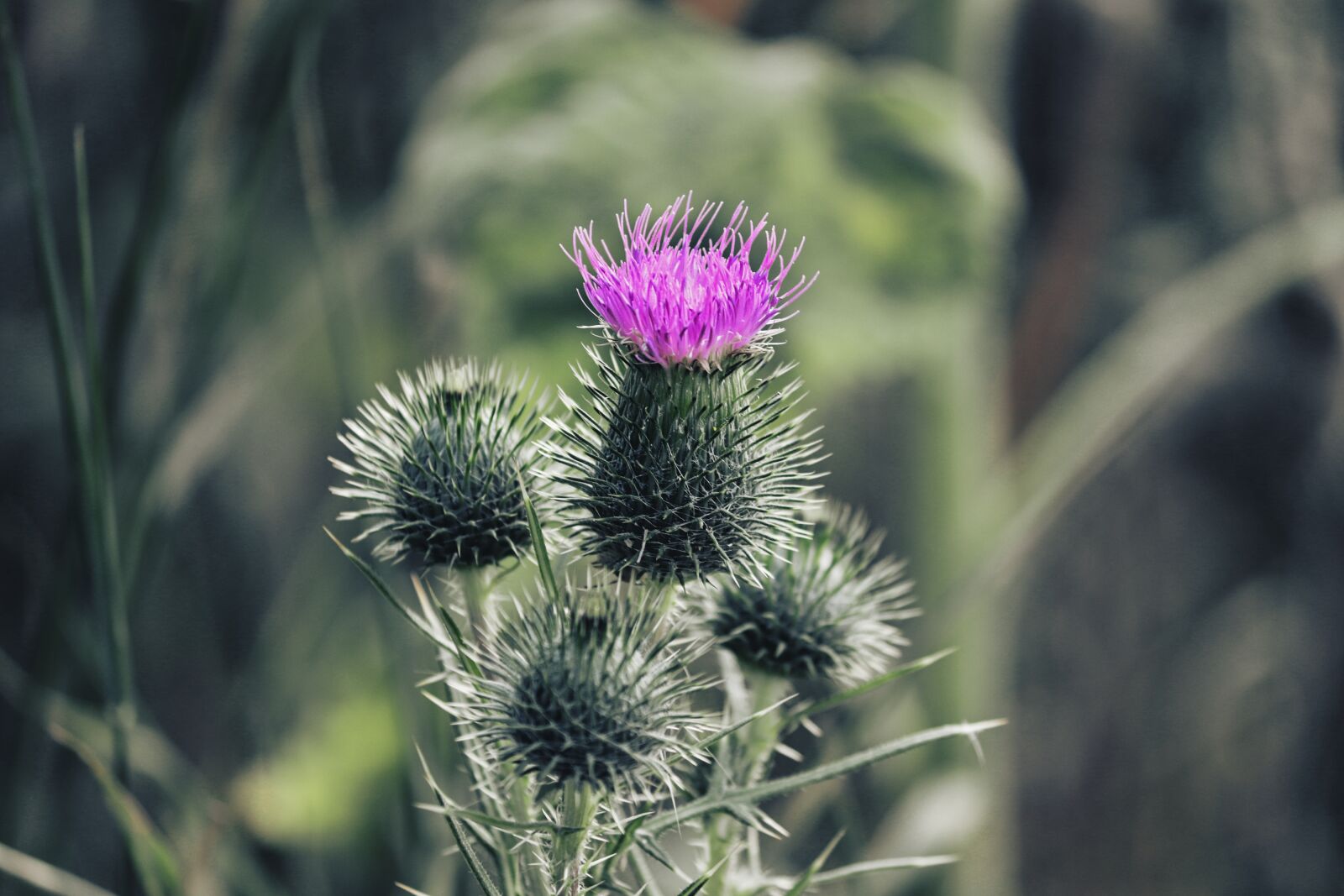 Canon EOS 200D (EOS Rebel SL2 / EOS Kiss X9) sample photo. Cirsium vulgare, thistle, wild photography