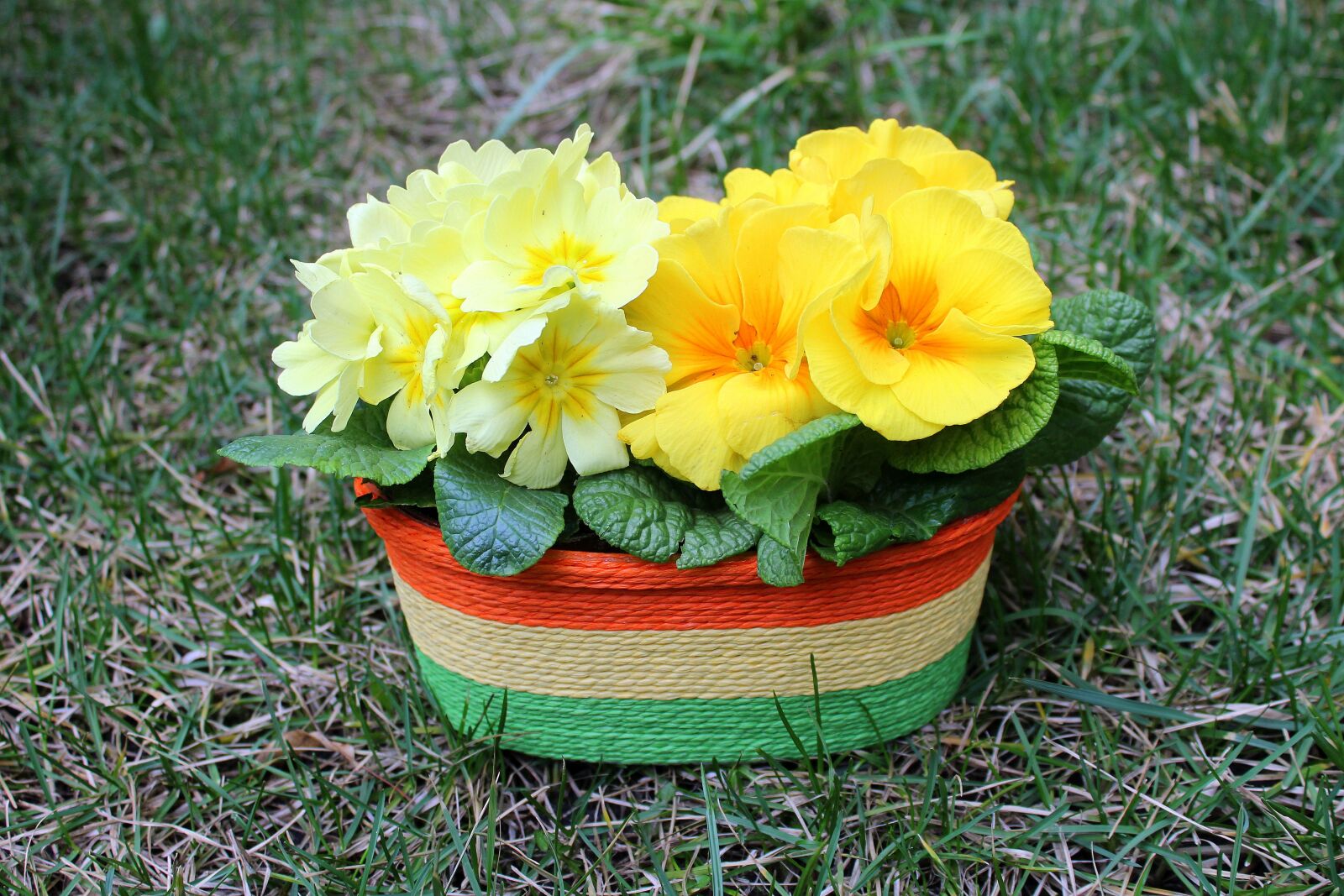 Canon EOS 1200D (EOS Rebel T5 / EOS Kiss X70 / EOS Hi) sample photo. Primula, prymulka, flower pot photography
