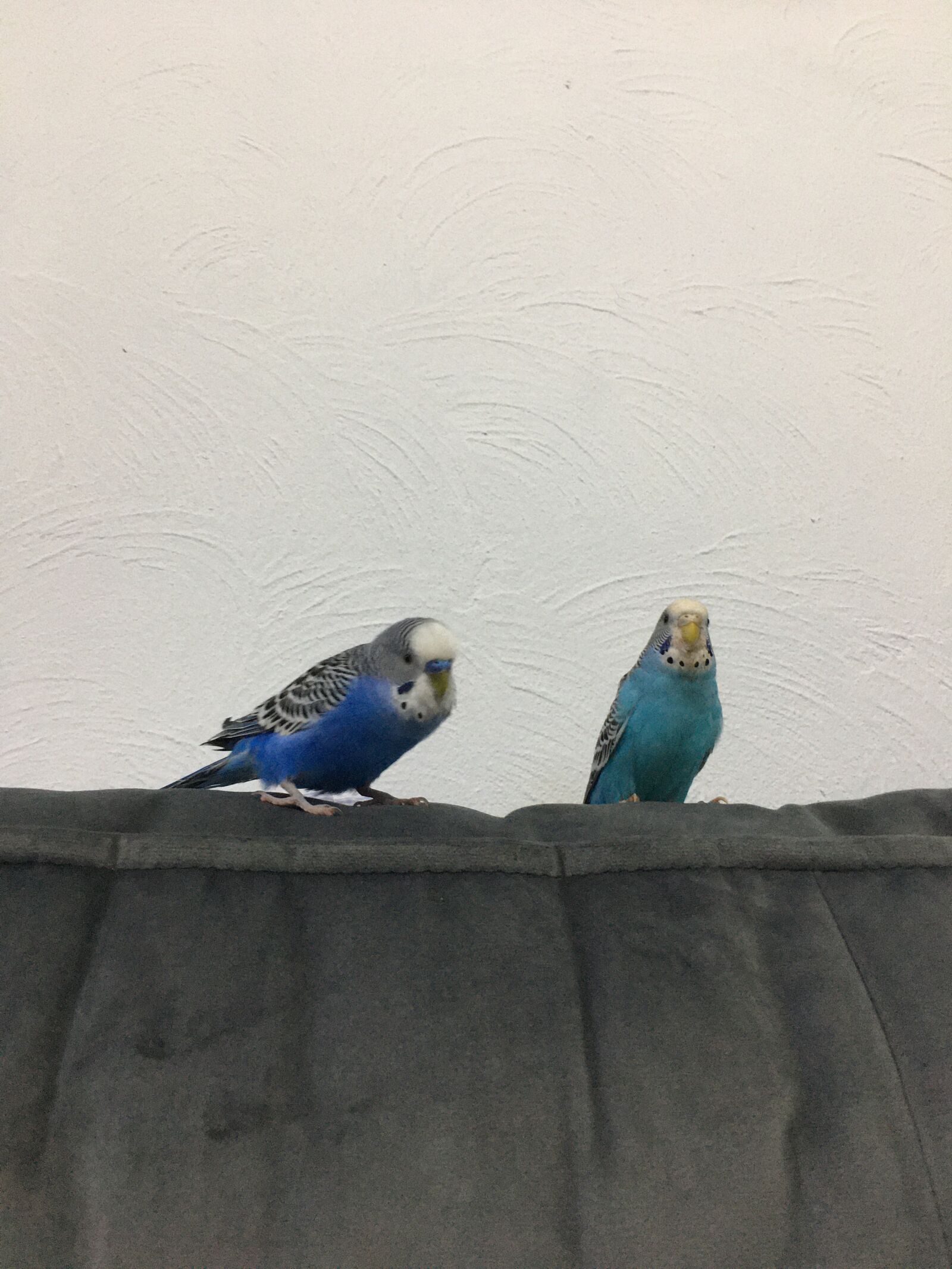 Apple iPhone 6s sample photo. Parakeet, bird, parrot photography