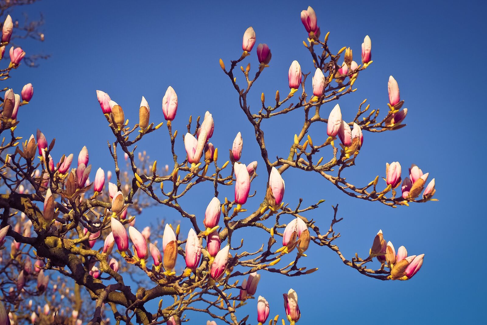 Olympus OM-D E-M10 sample photo. Magnolia, tree, flowers photography