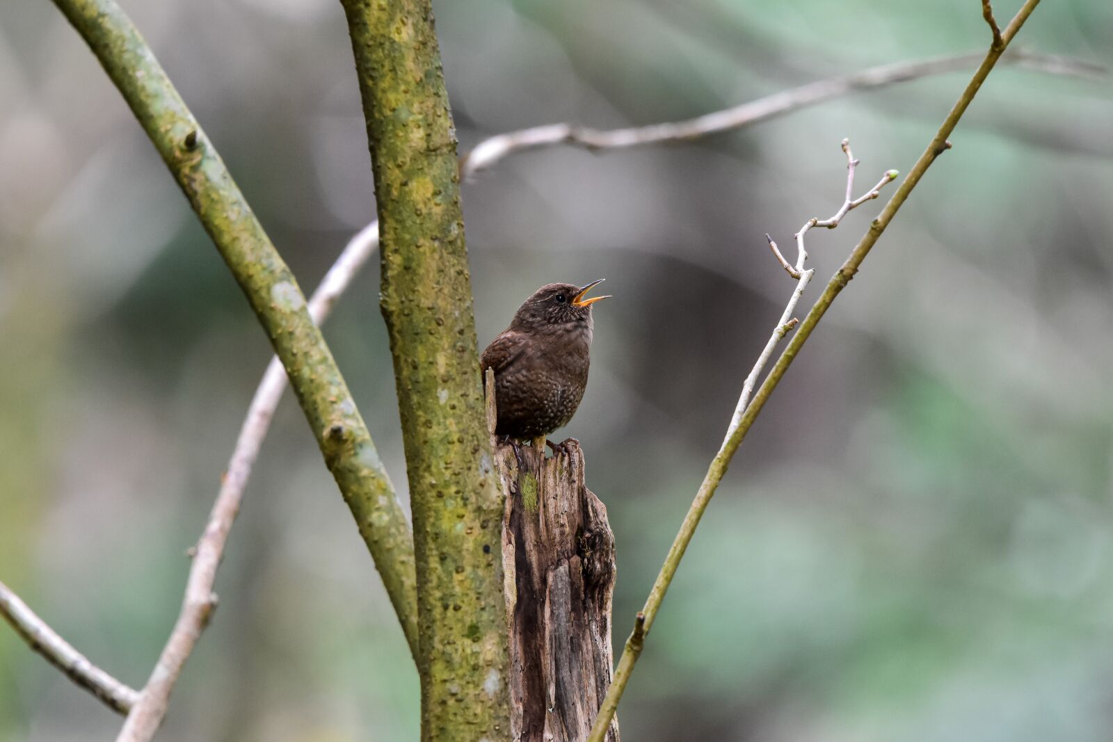 Nikon D7200 sample photo. Animal, forest, wood photography