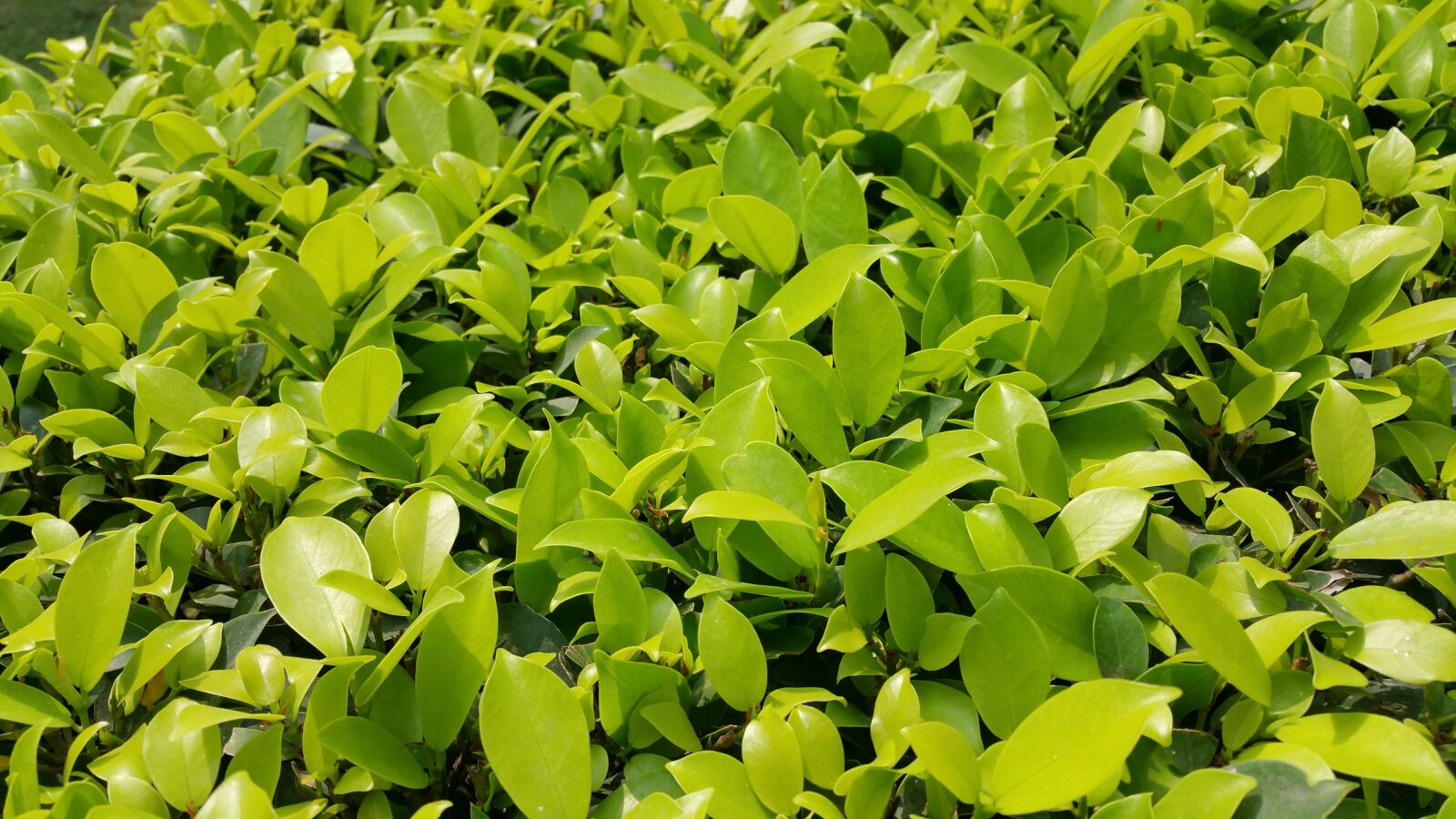 Samsung Galaxy Note4 sample photo. Green, leaf, plant photography