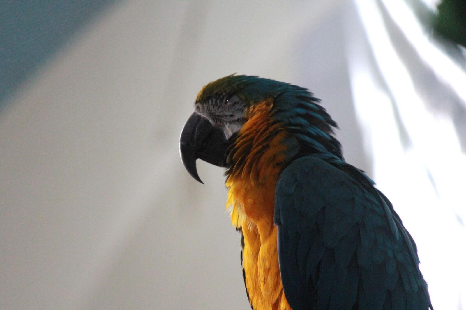 Canon EOS 600D (Rebel EOS T3i / EOS Kiss X5) sample photo. Parrot, yellow, green, macaw photography