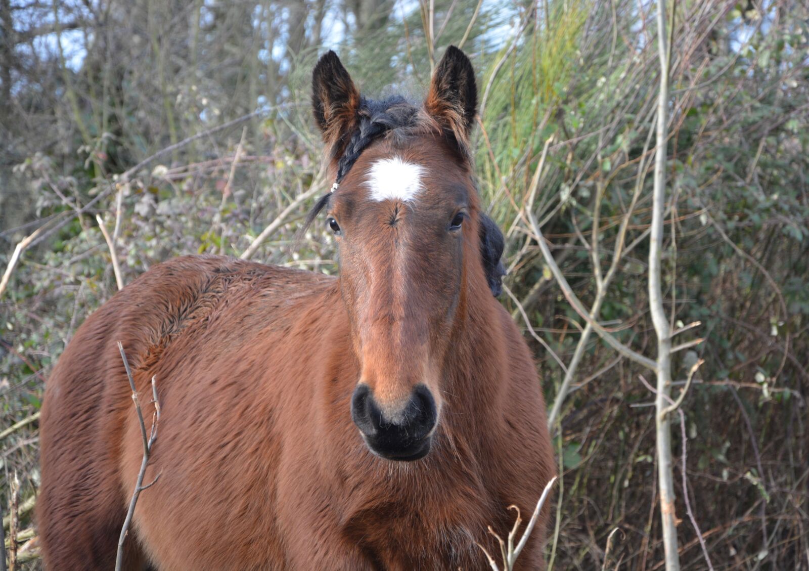 Nikon D5200 sample photo. Horse, gelding, standard photography