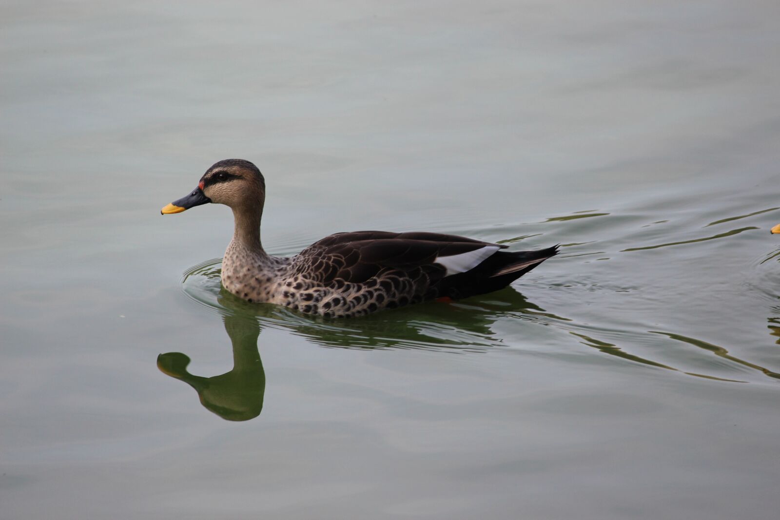 Canon EOS 700D (EOS Rebel T5i / EOS Kiss X7i) sample photo. Bird, water, beautiful photography