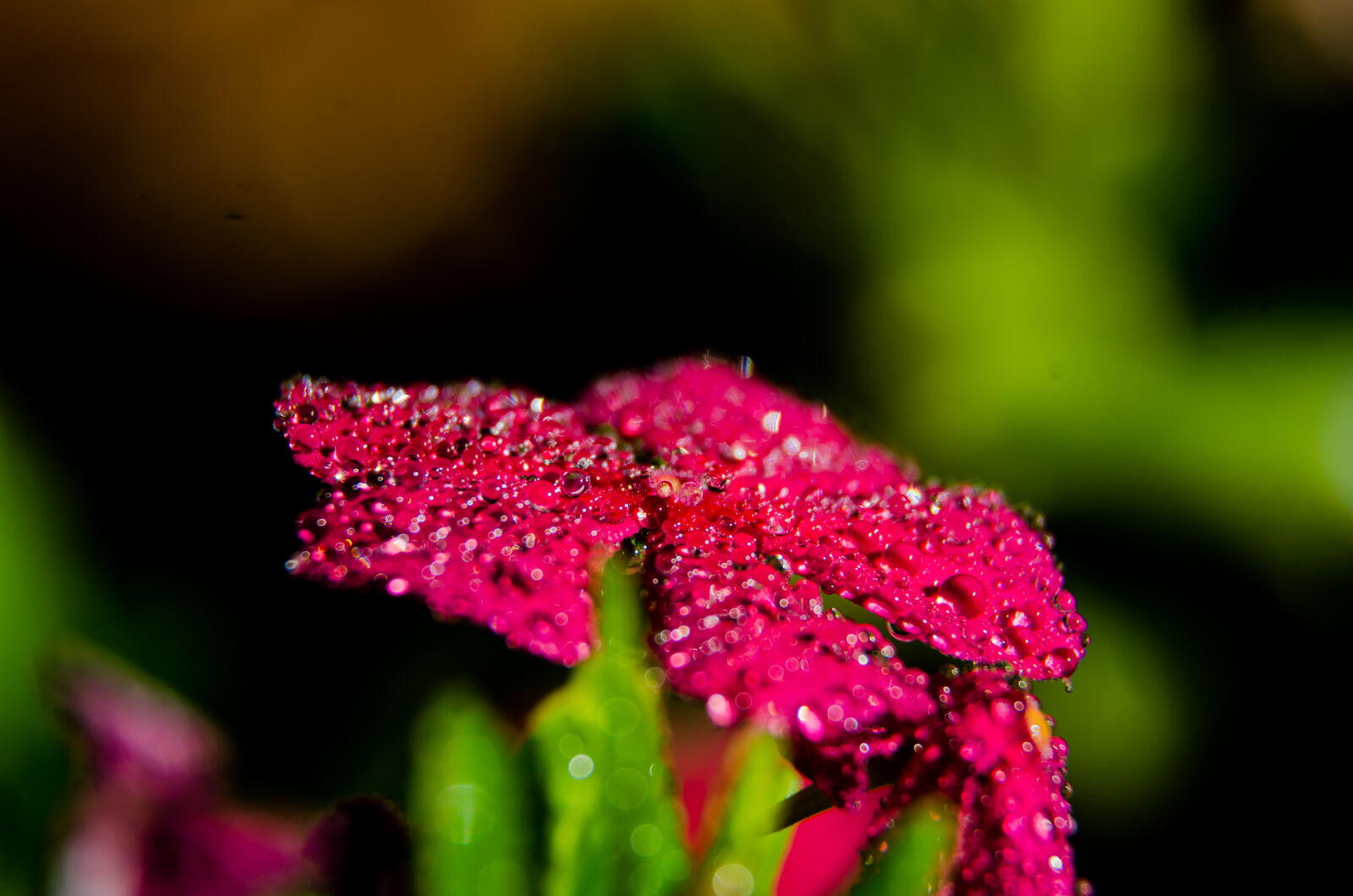 Nikon D5100 sample photo