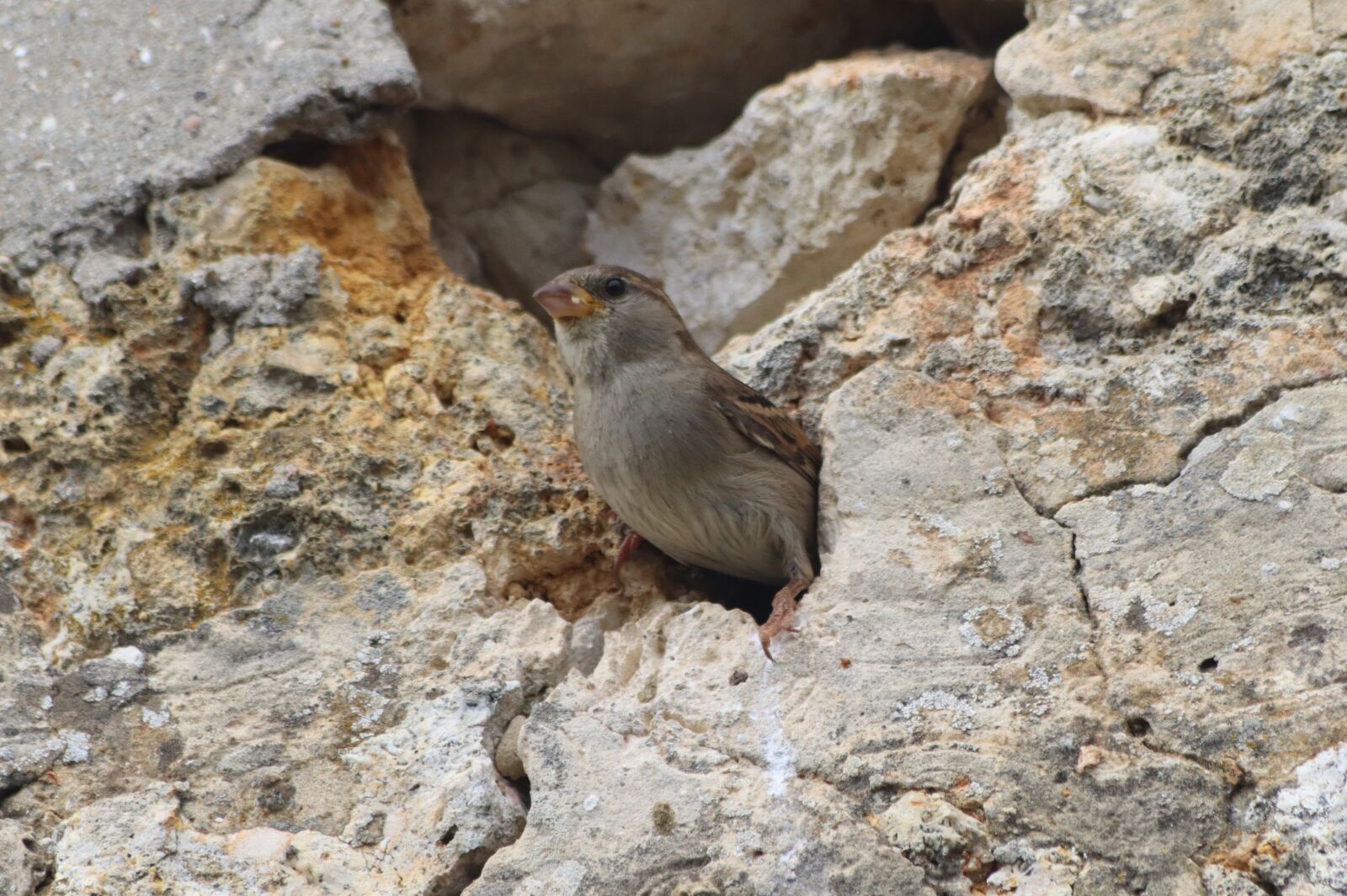 Canon EOS 250D (EOS Rebel SL3 / EOS Kiss X10 / EOS 200D II) sample photo. Sparrow, wall, bird photography