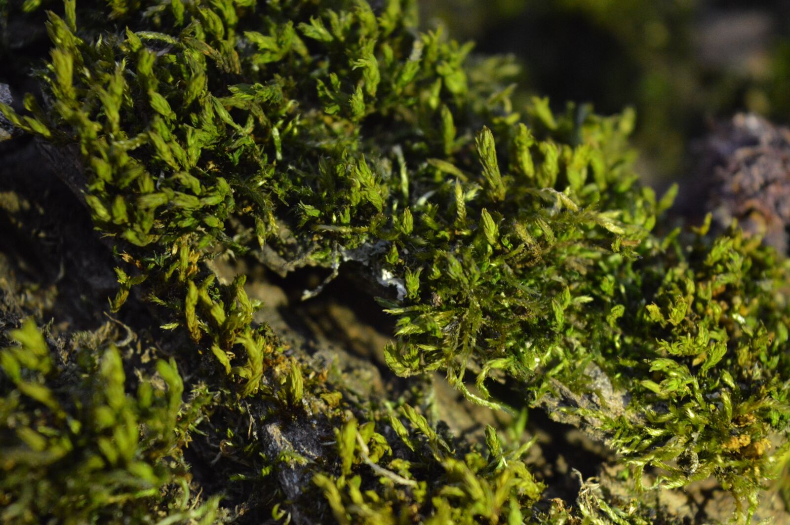 Nikon D3200 sample photo. Moss, green, forest photography