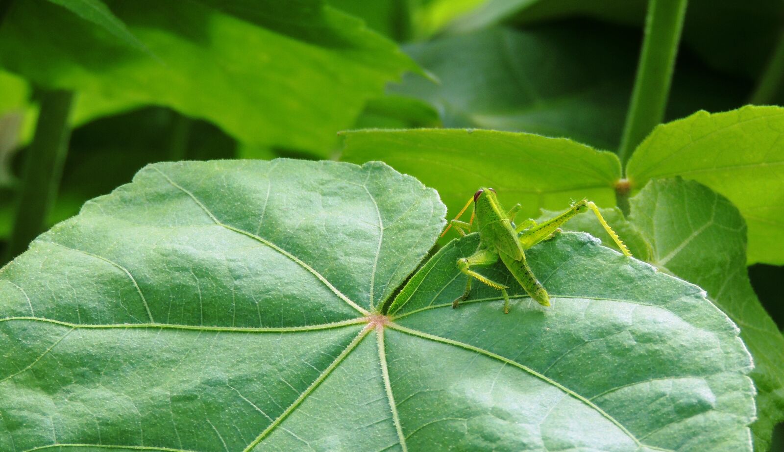 Nikon Coolpix P510 sample photo. Insect, macro, garden photography