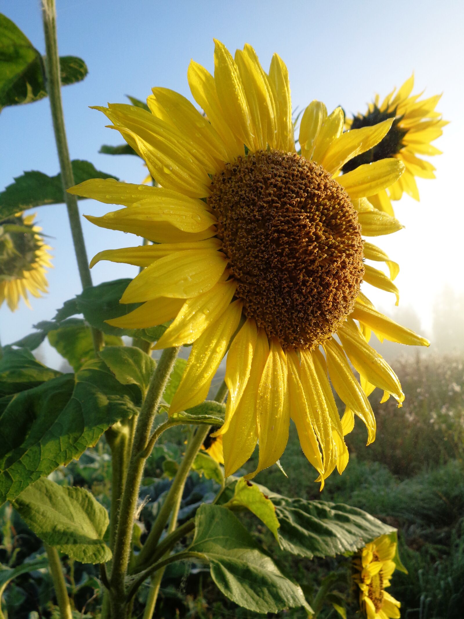 Sony Cyber-shot DSC-W830 sample photo. Sunflower, flower, yellow photography
