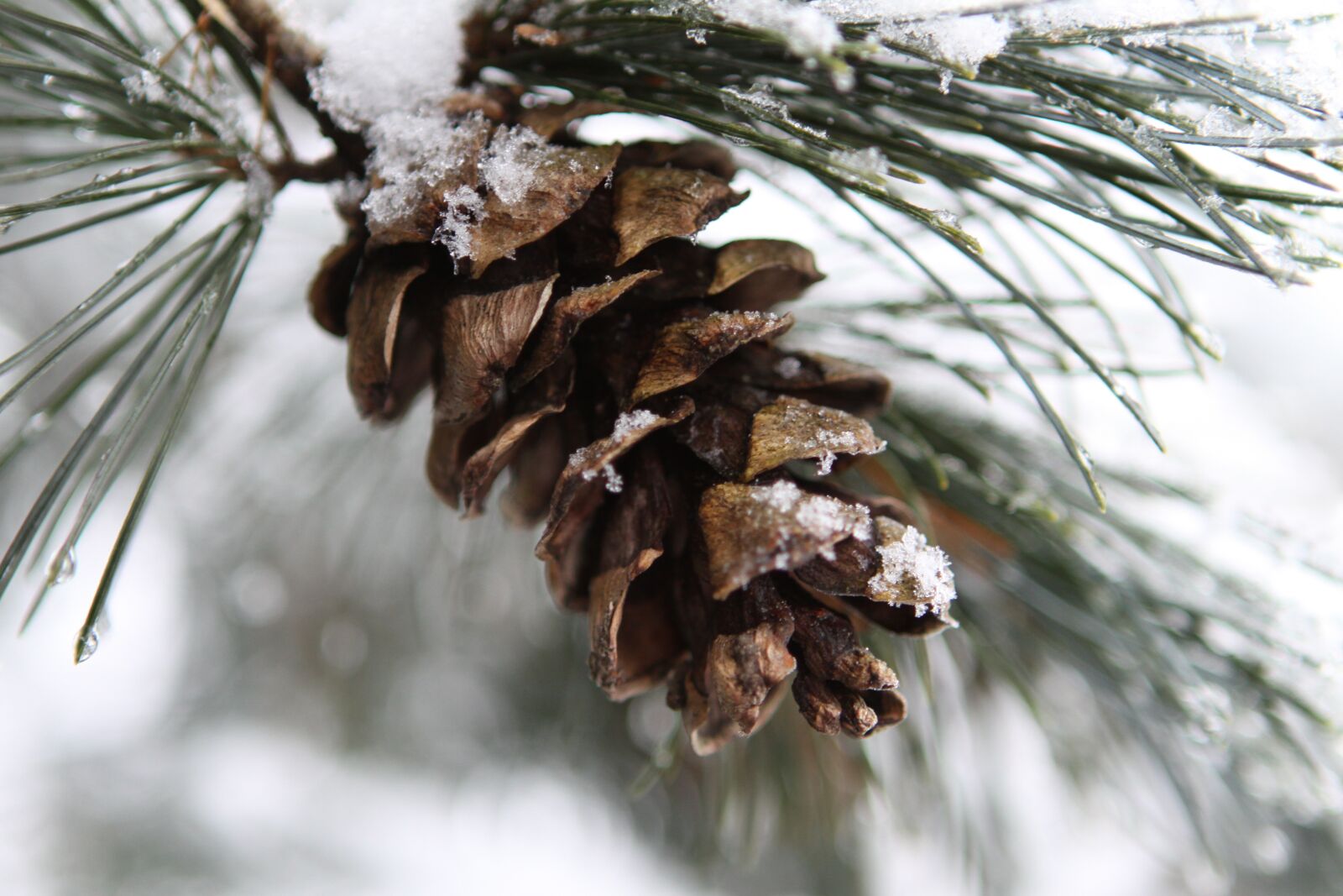 Canon EOS 50D sample photo. Lorem, ipsum, dolor photography