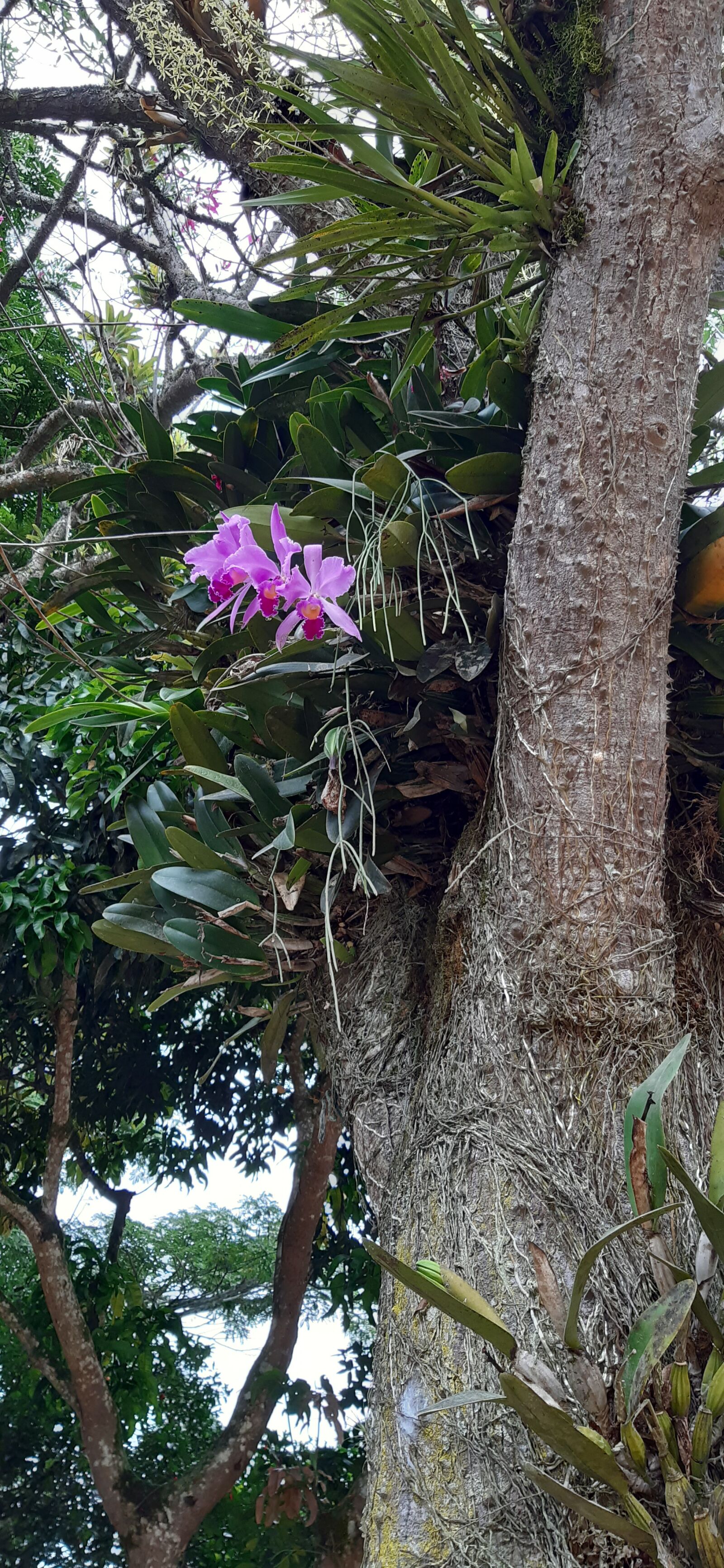 Samsung Galaxy A30 sample photo. Flowers, orchids, cattleya photography