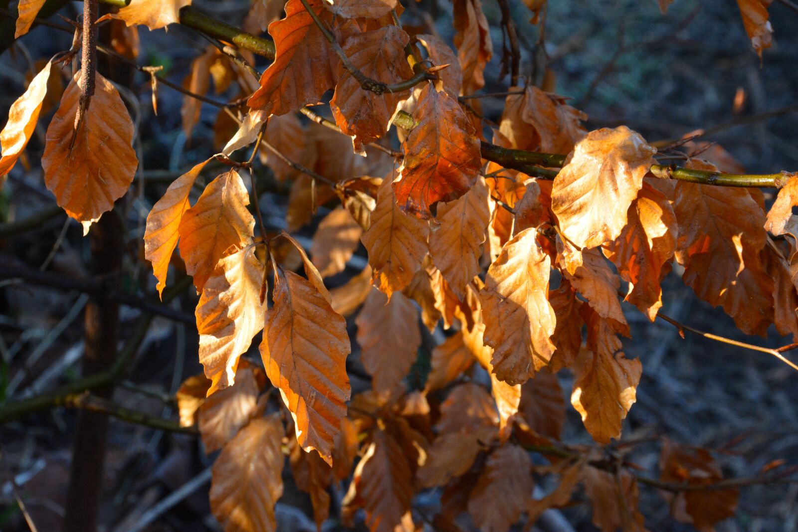 Nikon D5200 sample photo. Leaves, brown, dried photography