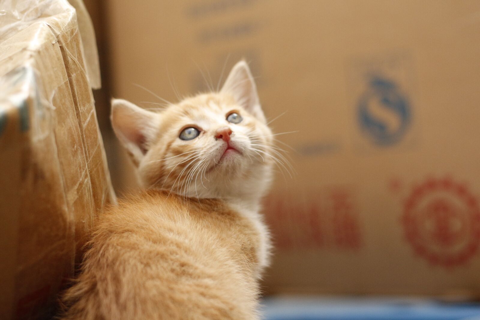 Canon EOS 700D (EOS Rebel T5i / EOS Kiss X7i) sample photo. Cat, cute, the cat photography