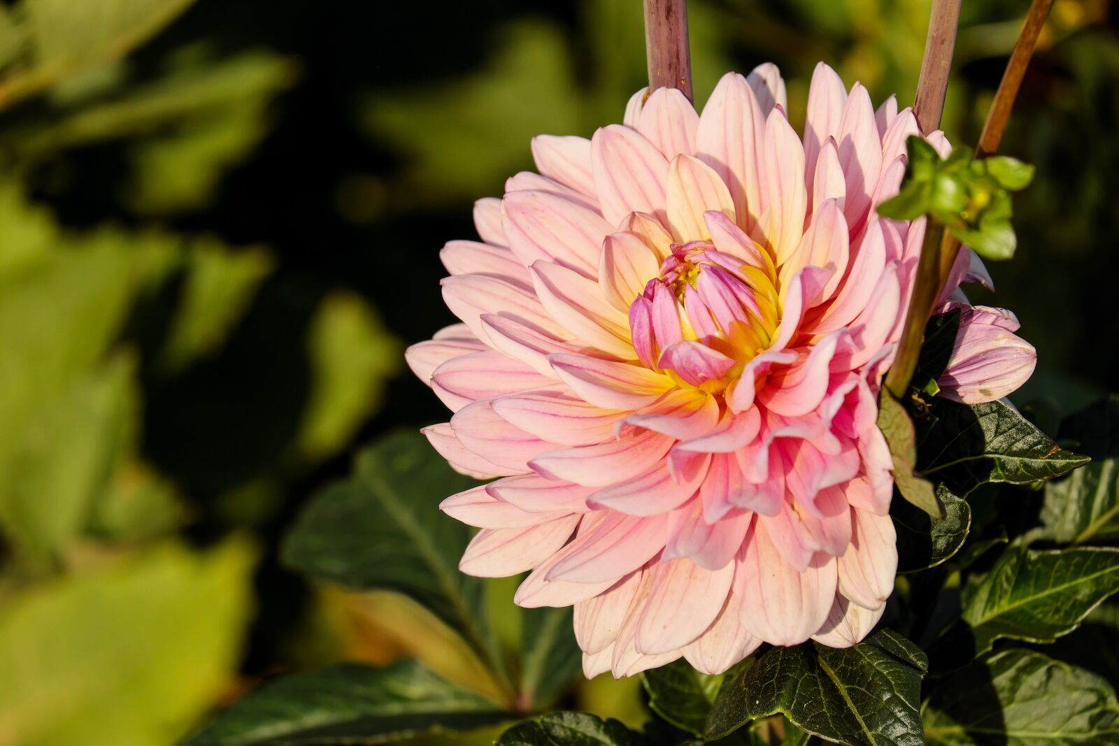 Fujifilm X-T10 + Fujifilm XC 50-230mm F4.5-6.7 OIS sample photo. Dahlia, dahlias, flower photography