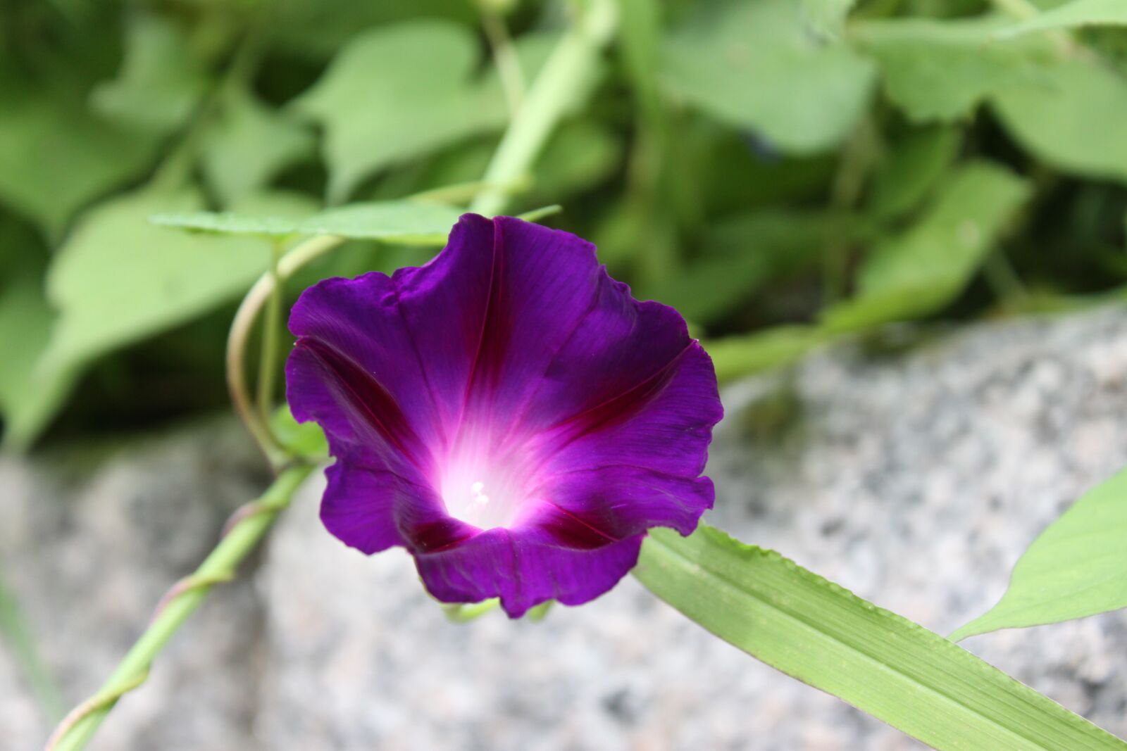 Canon EOS 50D sample photo. Morning glory, flowers, summer photography