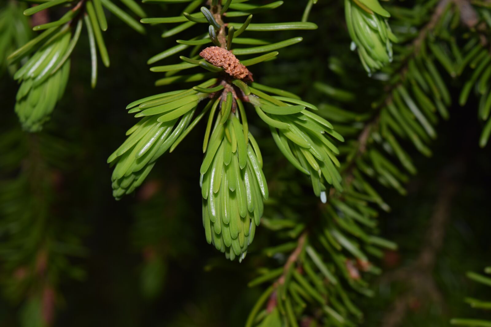 Nikon D3300 sample photo. Spruce, branch, green photography