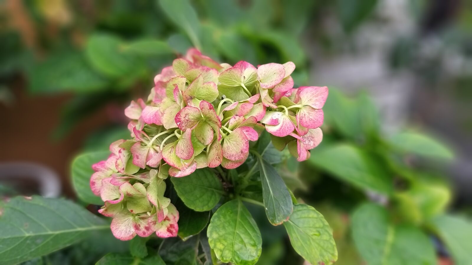 Samsung Galaxy A9 (2018) sample photo. Plants, background, nature photography