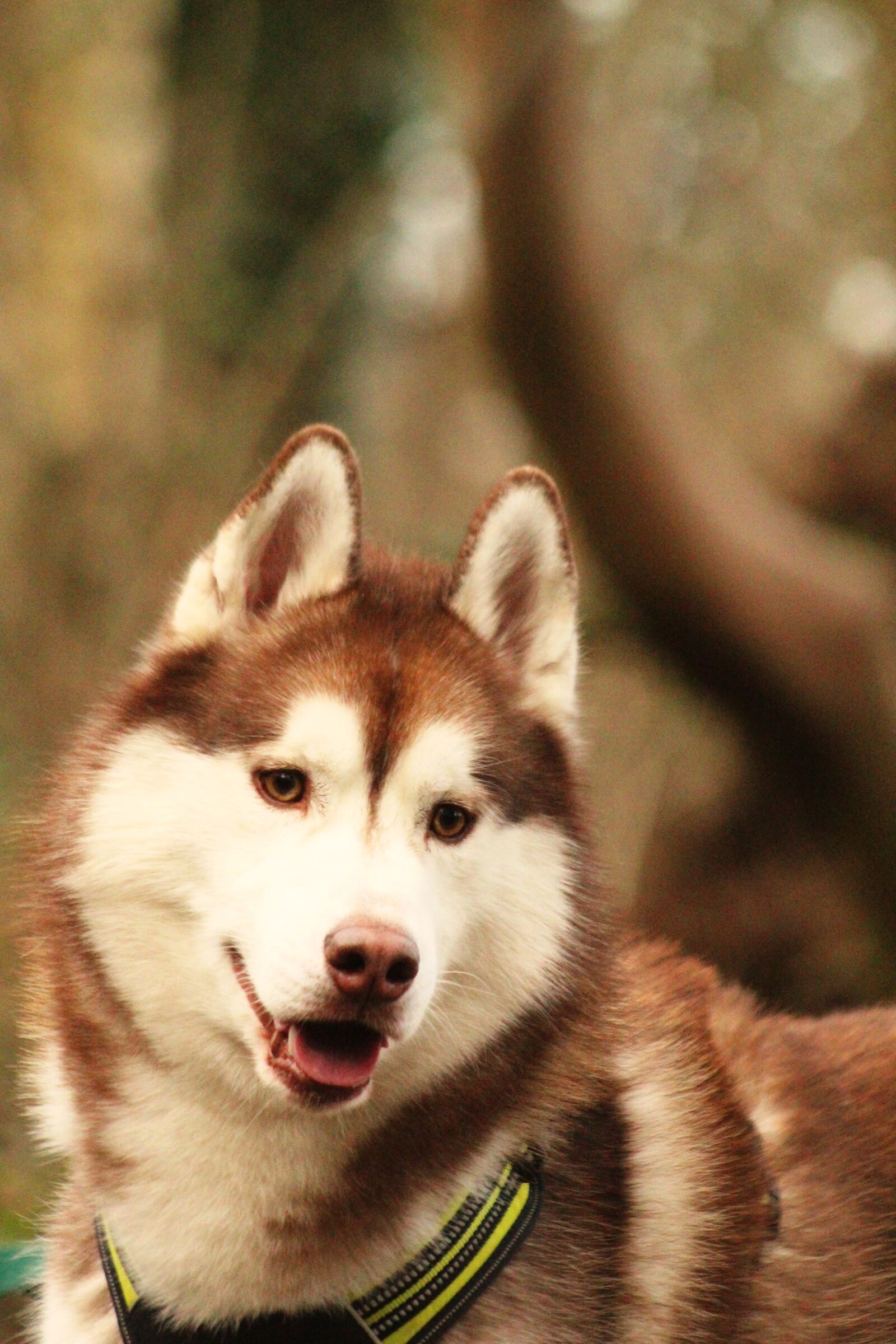 Canon EOS 4000D (EOS Rebel T100 / EOS 3000D) sample photo. Siberian husky, husky, dog photography