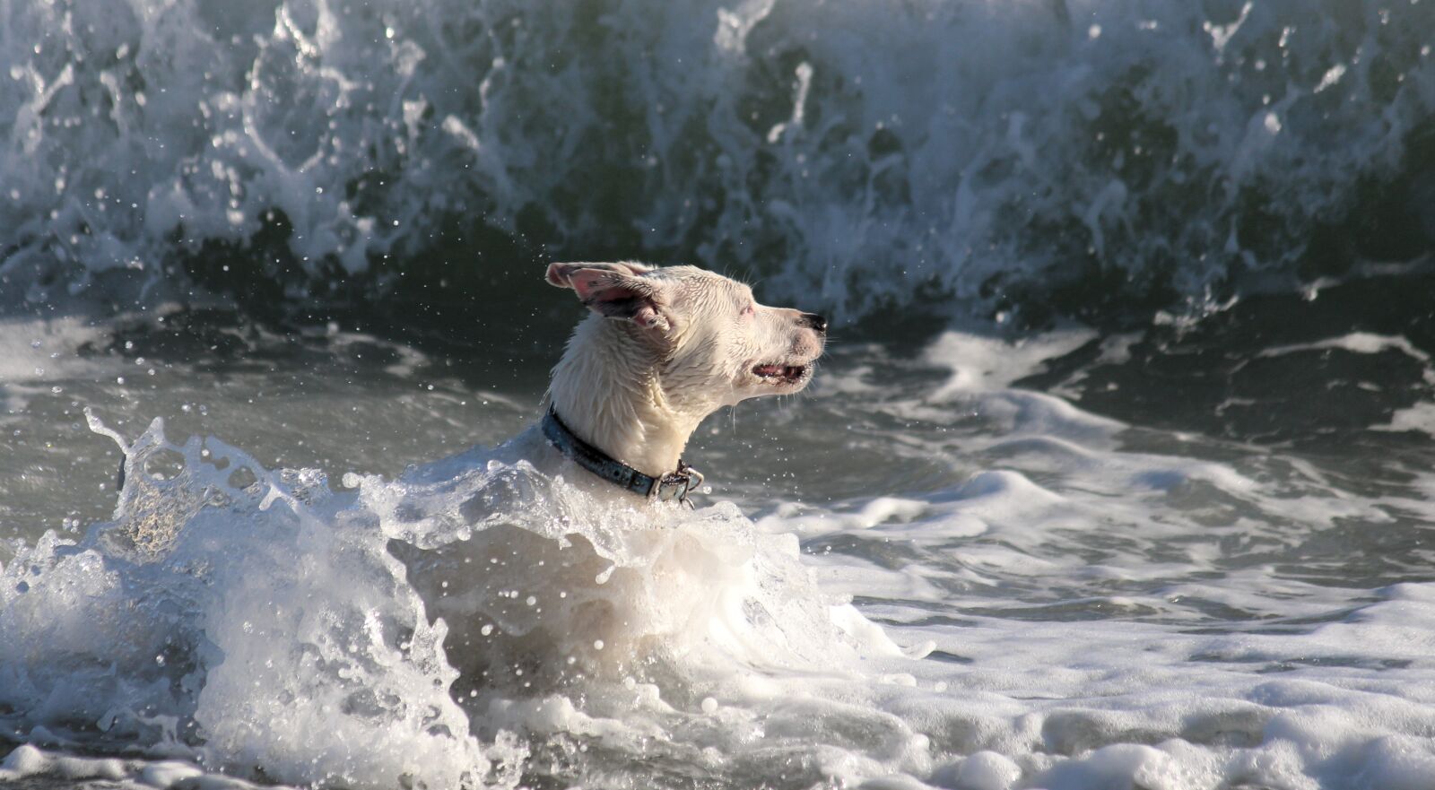 Canon EOS 650D (EOS Rebel T4i / EOS Kiss X6i) + Canon EF-S 55-250mm F4-5.6 IS II sample photo. Dog, water, sea photography