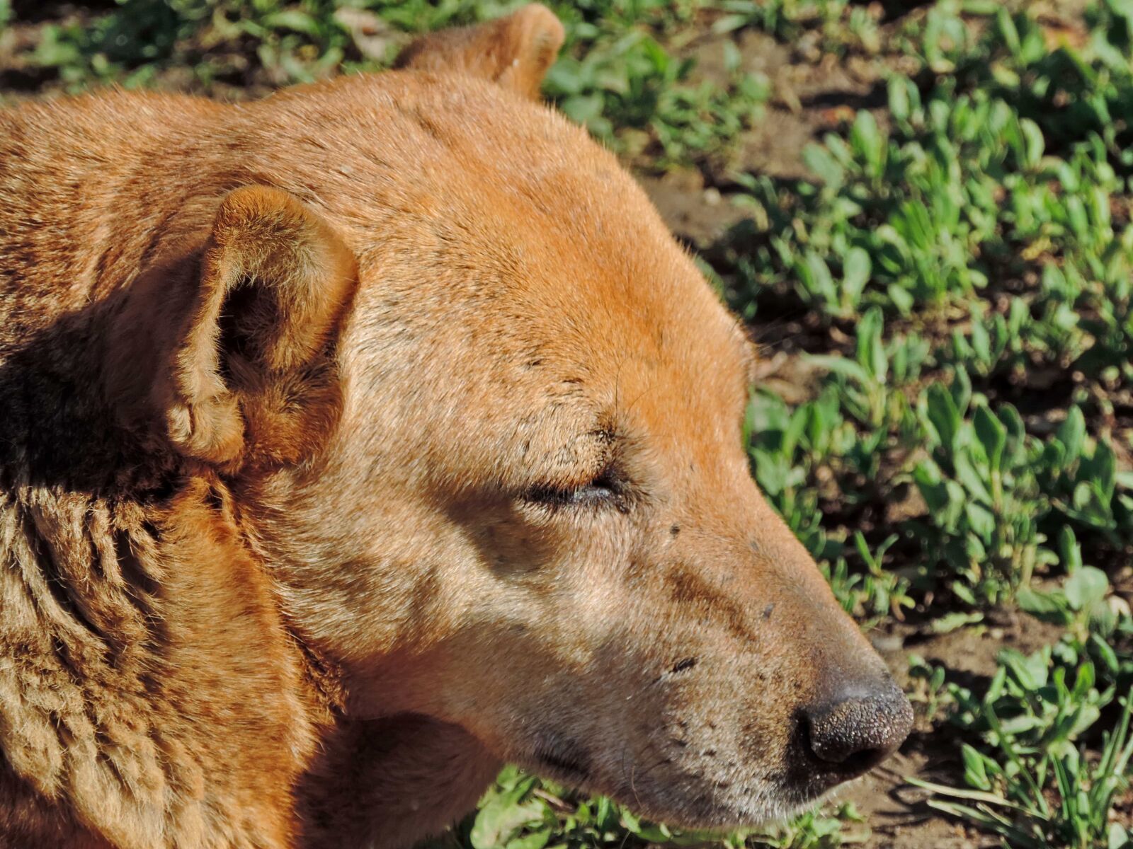 Nikon Coolpix P520 sample photo. Dog, side view, yellowish photography