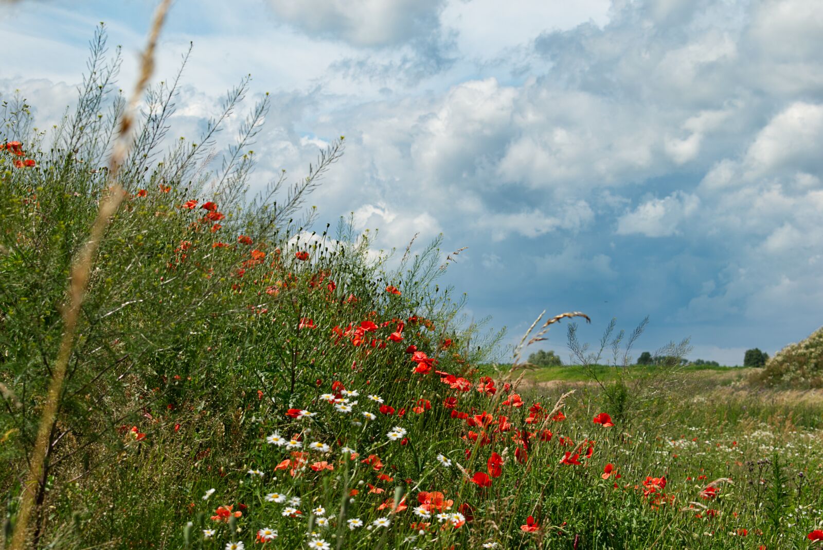 Nikon D5300 sample photo. Meadow, poppies, flowers photography
