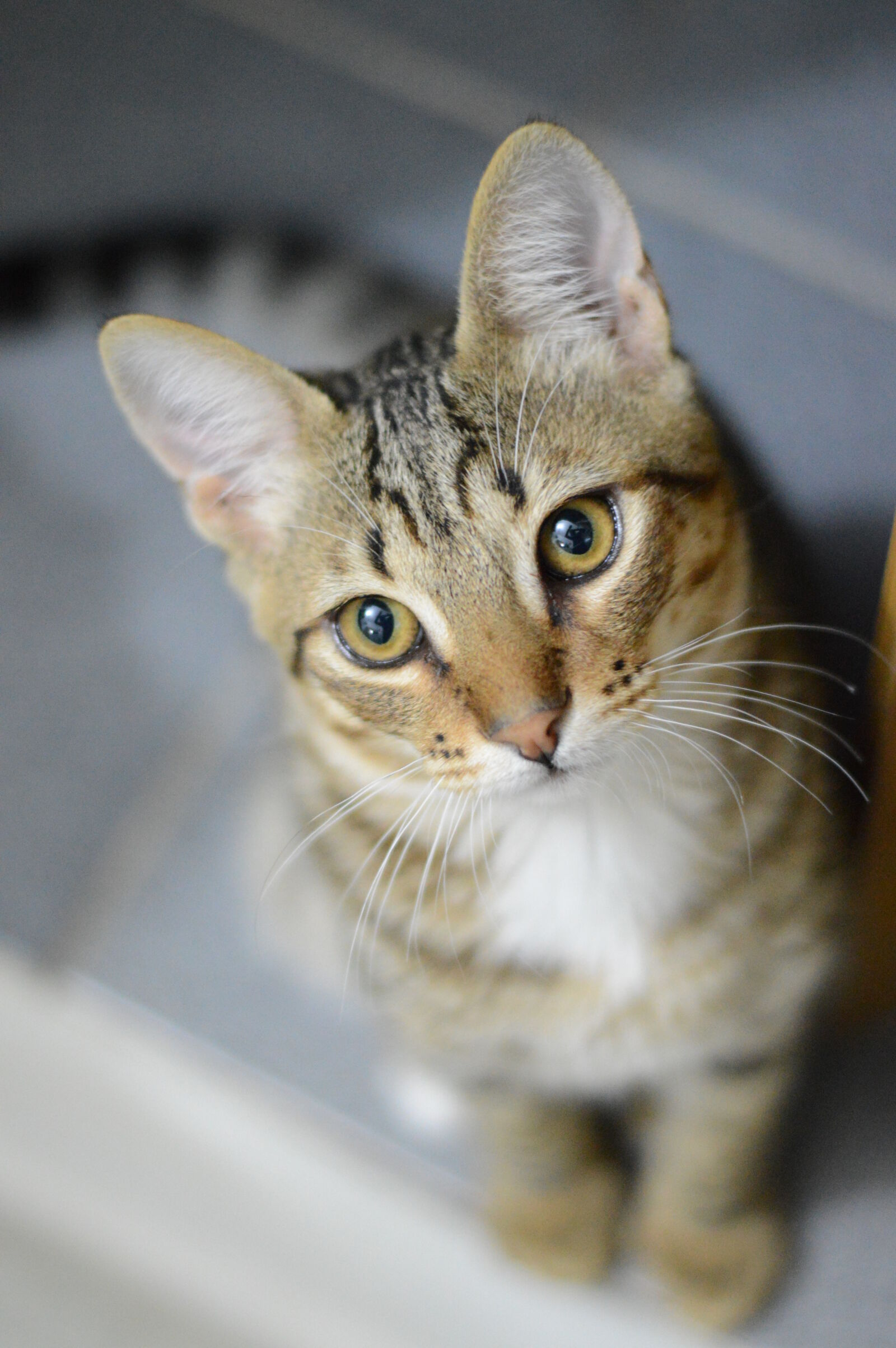 Nikon D3200 + Nikon AF-S Nikkor 50mm F1.8G sample photo. Gray, tabby, cat photography