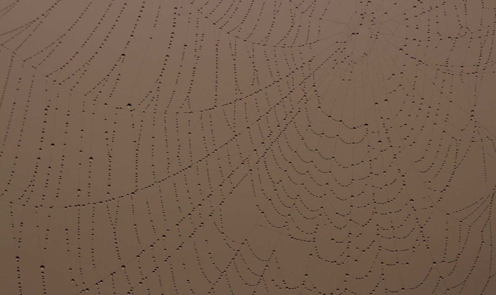 Canon EOS 700D (EOS Rebel T5i / EOS Kiss X7i) + Canon EF 85mm F1.8 USM sample photo. Spider web, drops, dew photography