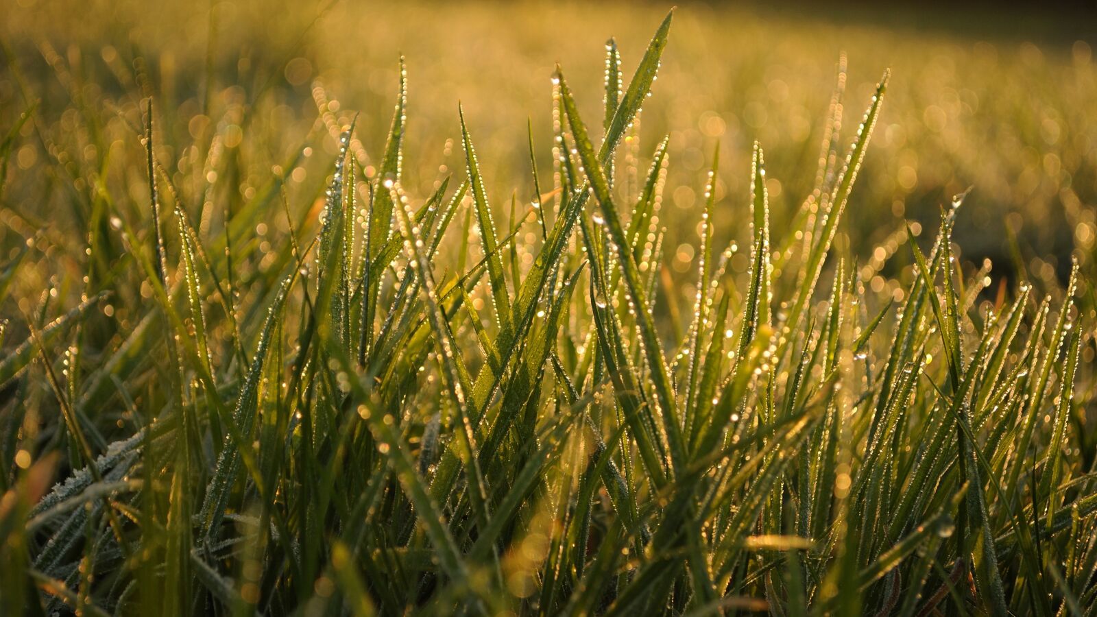 Nikon D3000 sample photo. Grass, dawn, meadow photography