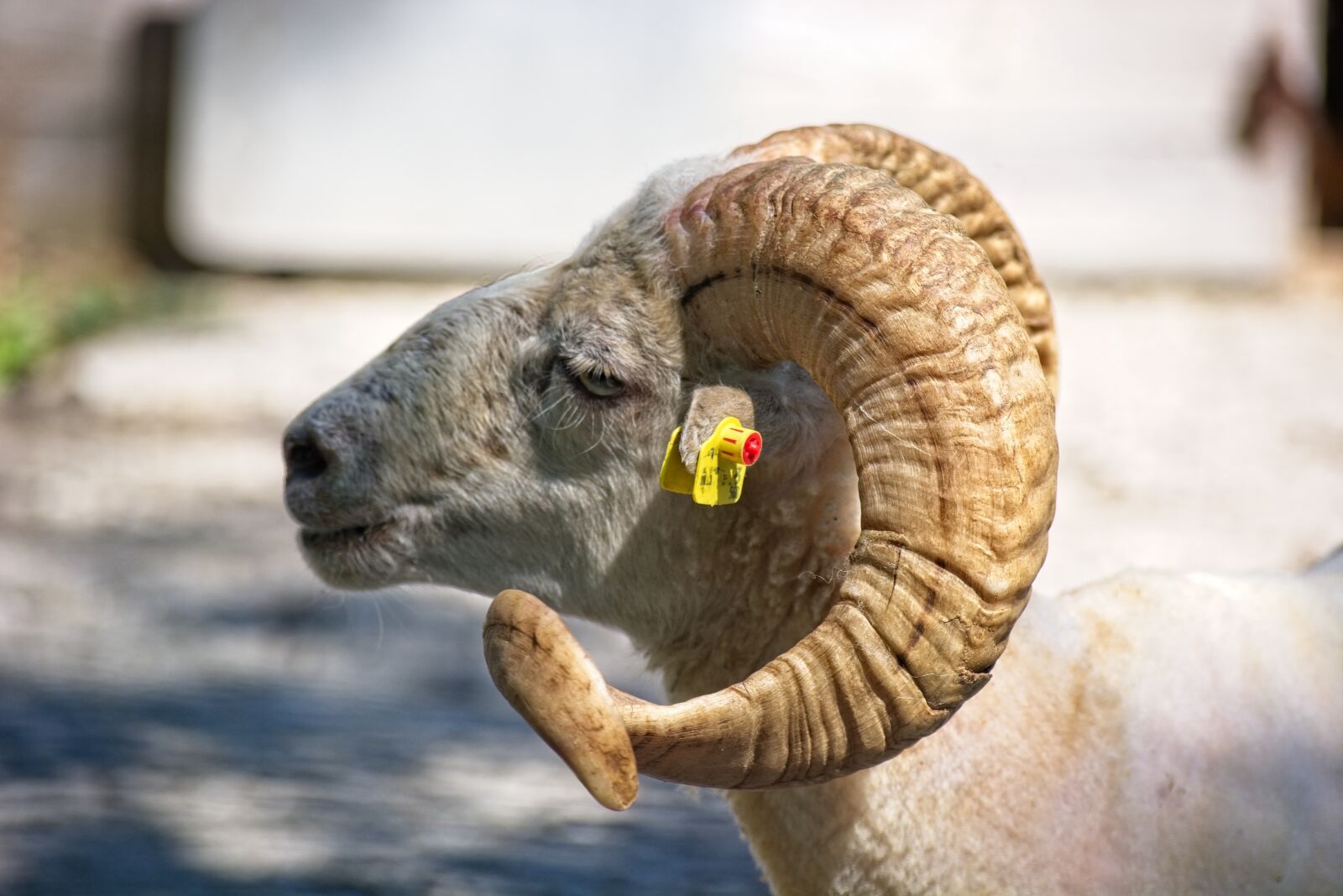 Nikon D7100 sample photo. Horned, aries, bock photography