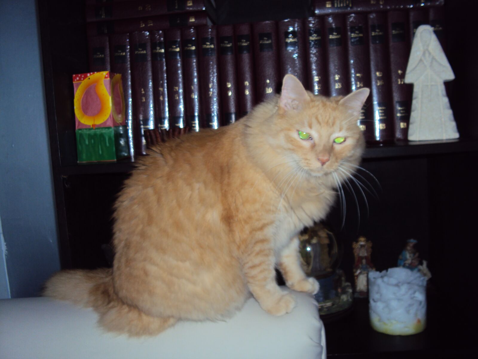 Sony DSC-W180 sample photo. Cat, feline, pet photography