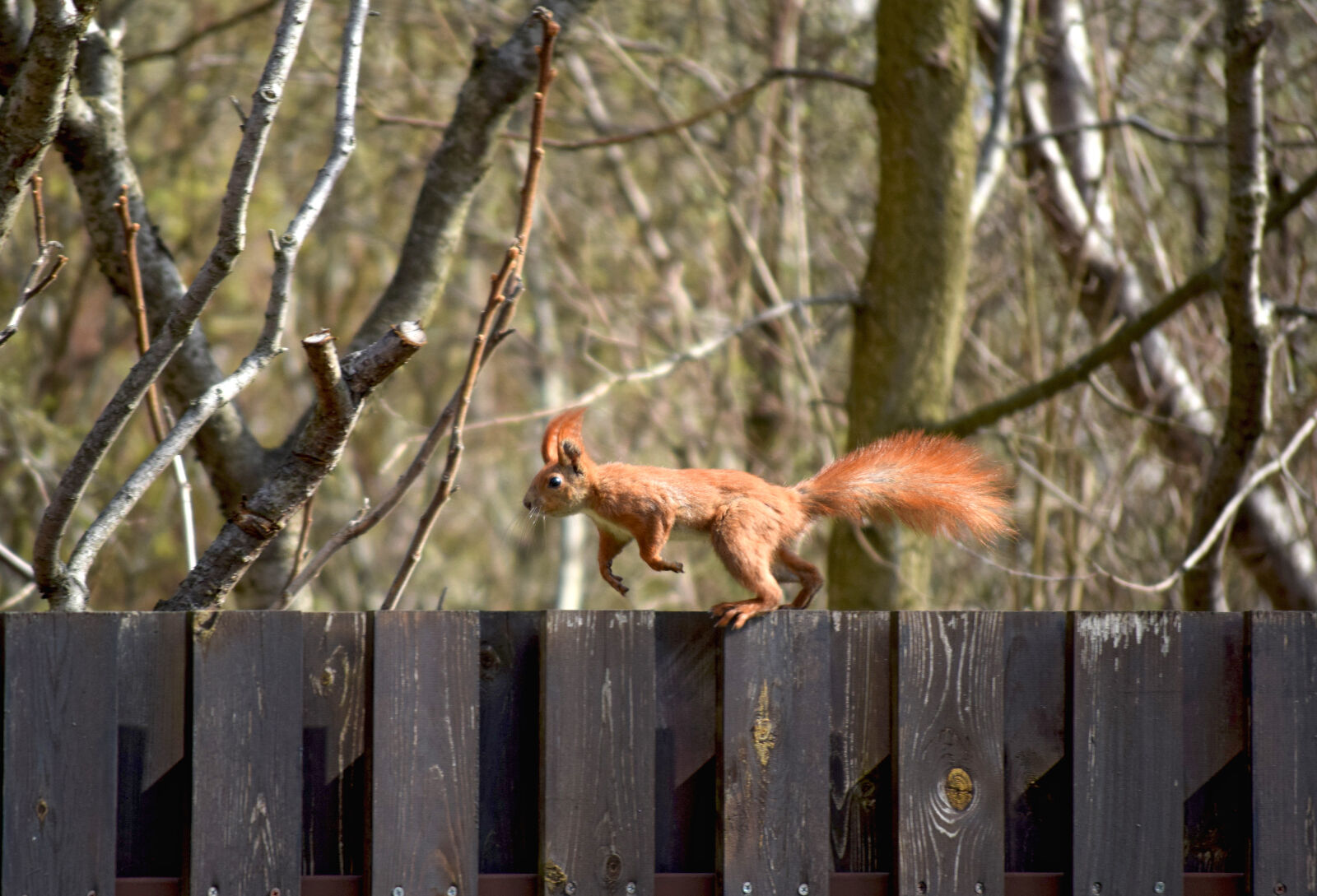 Nikon D3300 sample photo. Night, squirrel photography