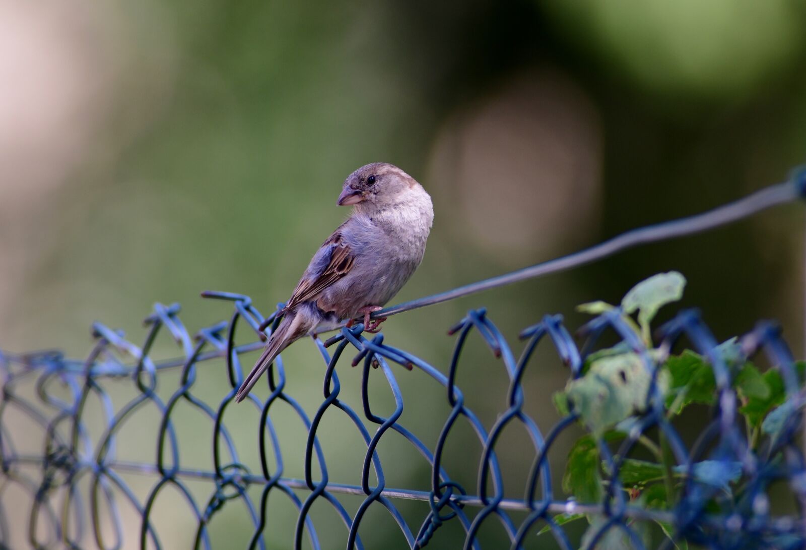 Nikon D500 sample photo. Mus, bird, plumage photography