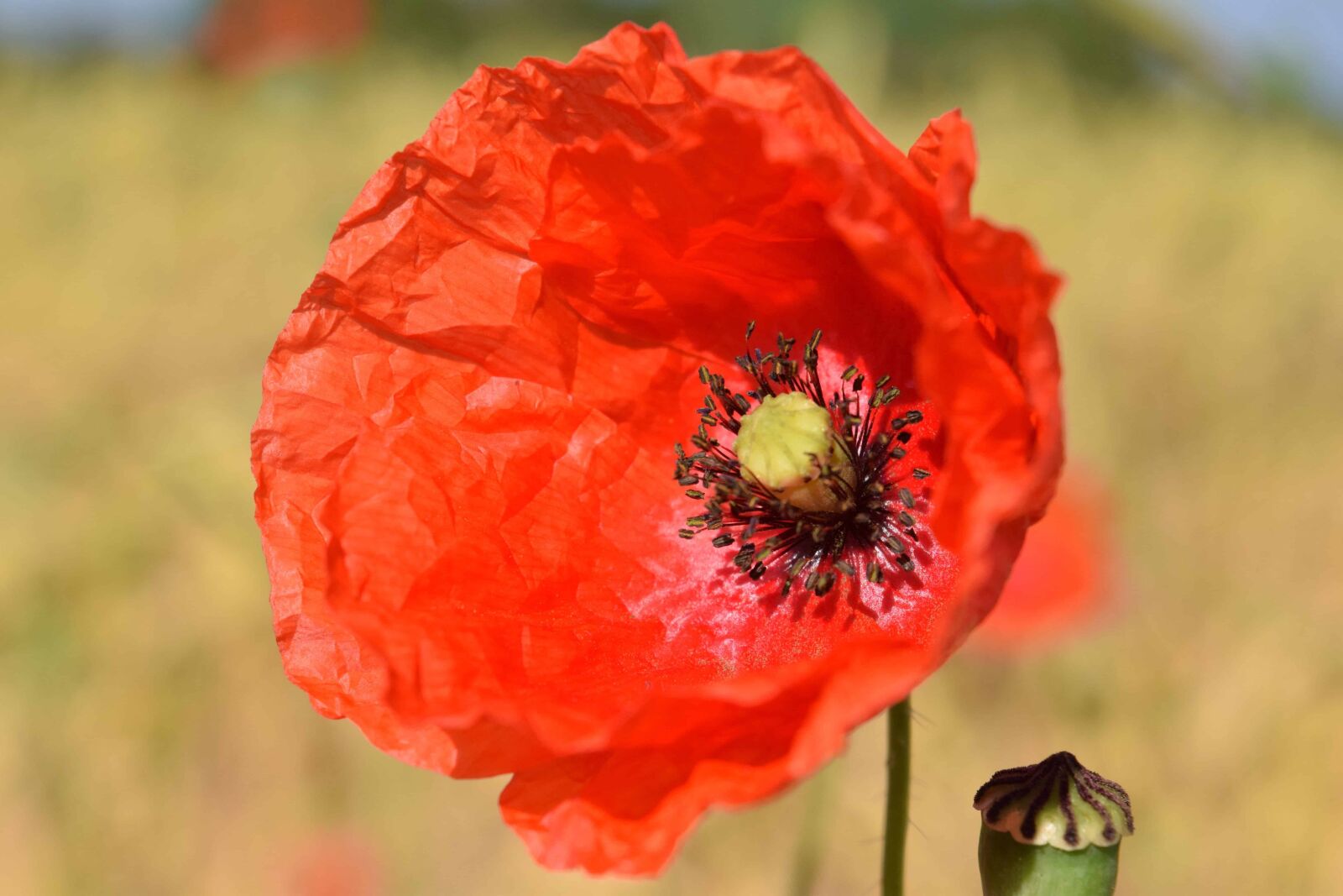 Nikon D3300 sample photo. Nature, summer, flora, wildflower photography