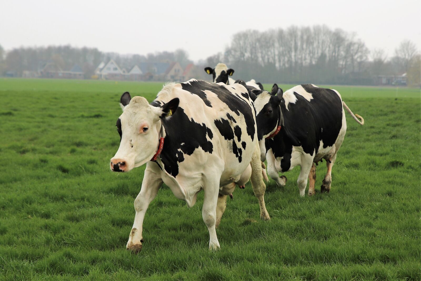 Canon EOS 6D Mark II sample photo. Farm, cattle, cows photography