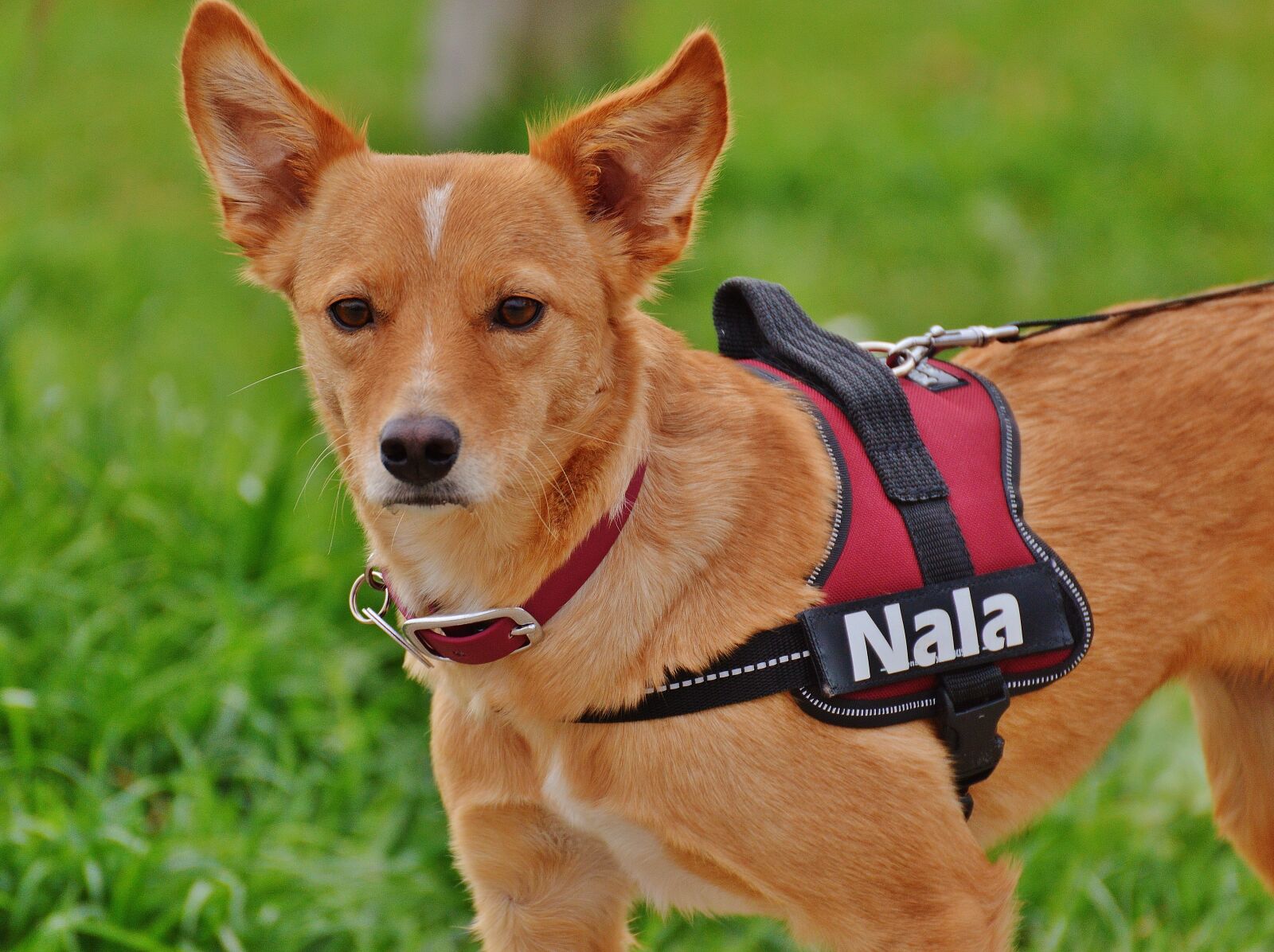 Nikon D3200 sample photo. Dog, beige, fur photography
