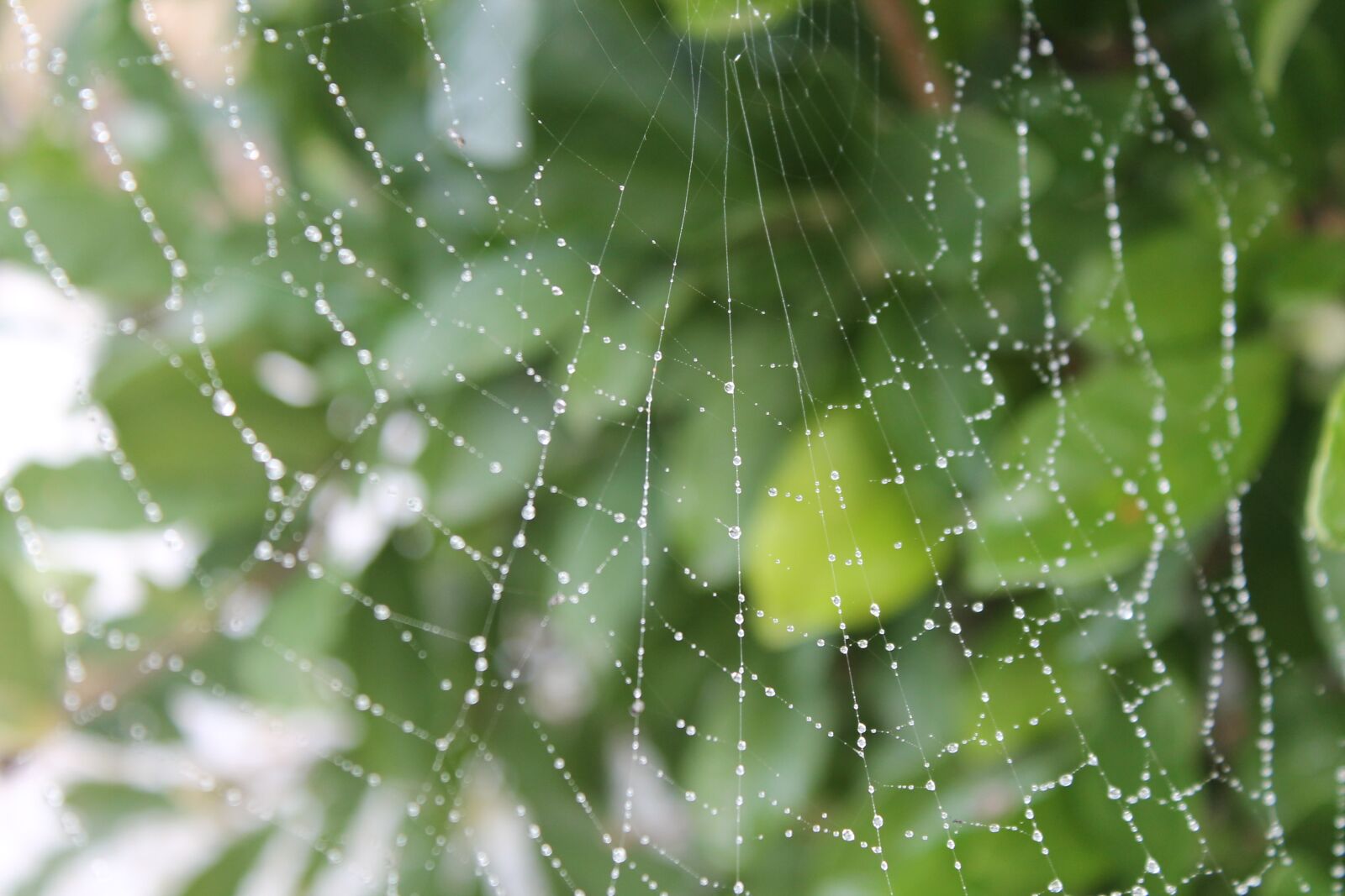 Canon EOS 1100D (EOS Rebel T3 / EOS Kiss X50) sample photo. Cobweb, dew, drop of photography