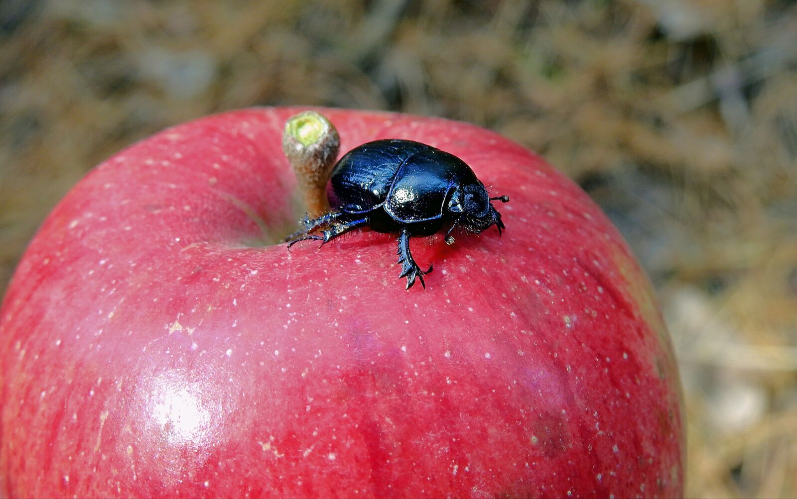 Nikon Coolpix P900 sample photo. Insect, beetle gnojowy, apple photography