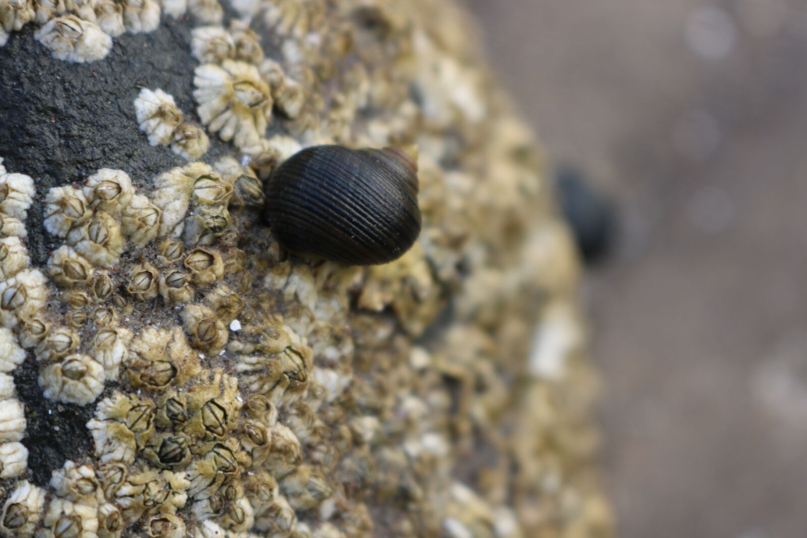 Canon EOS 750D (EOS Rebel T6i / EOS Kiss X8i) sample photo. Rock, snail, stone photography