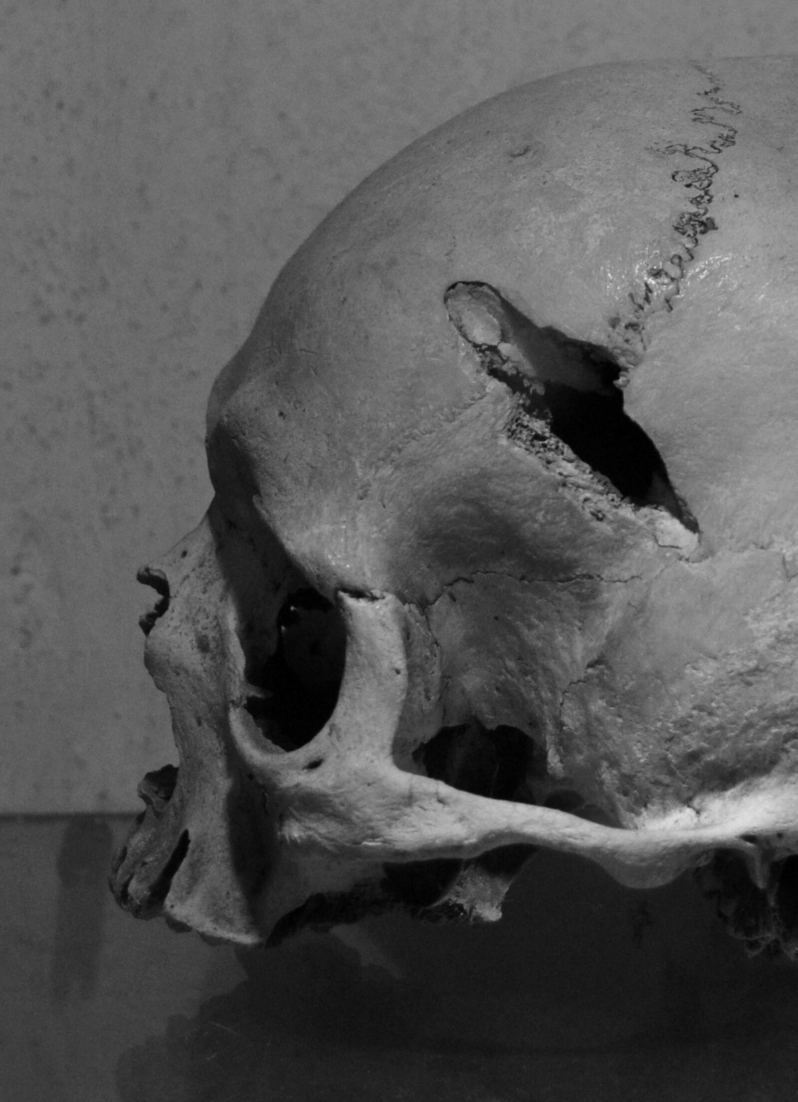 Nikon D40 sample photo. Skull, bones, head photography