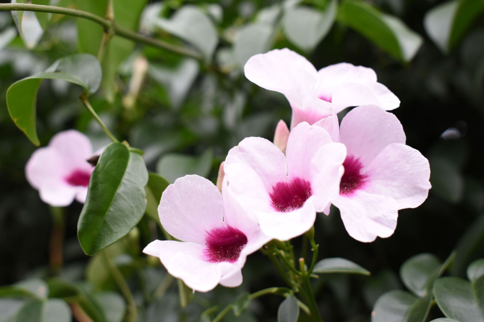 Nikon D5600 sample photo. Flowers, bicolored flowers, bloom photography