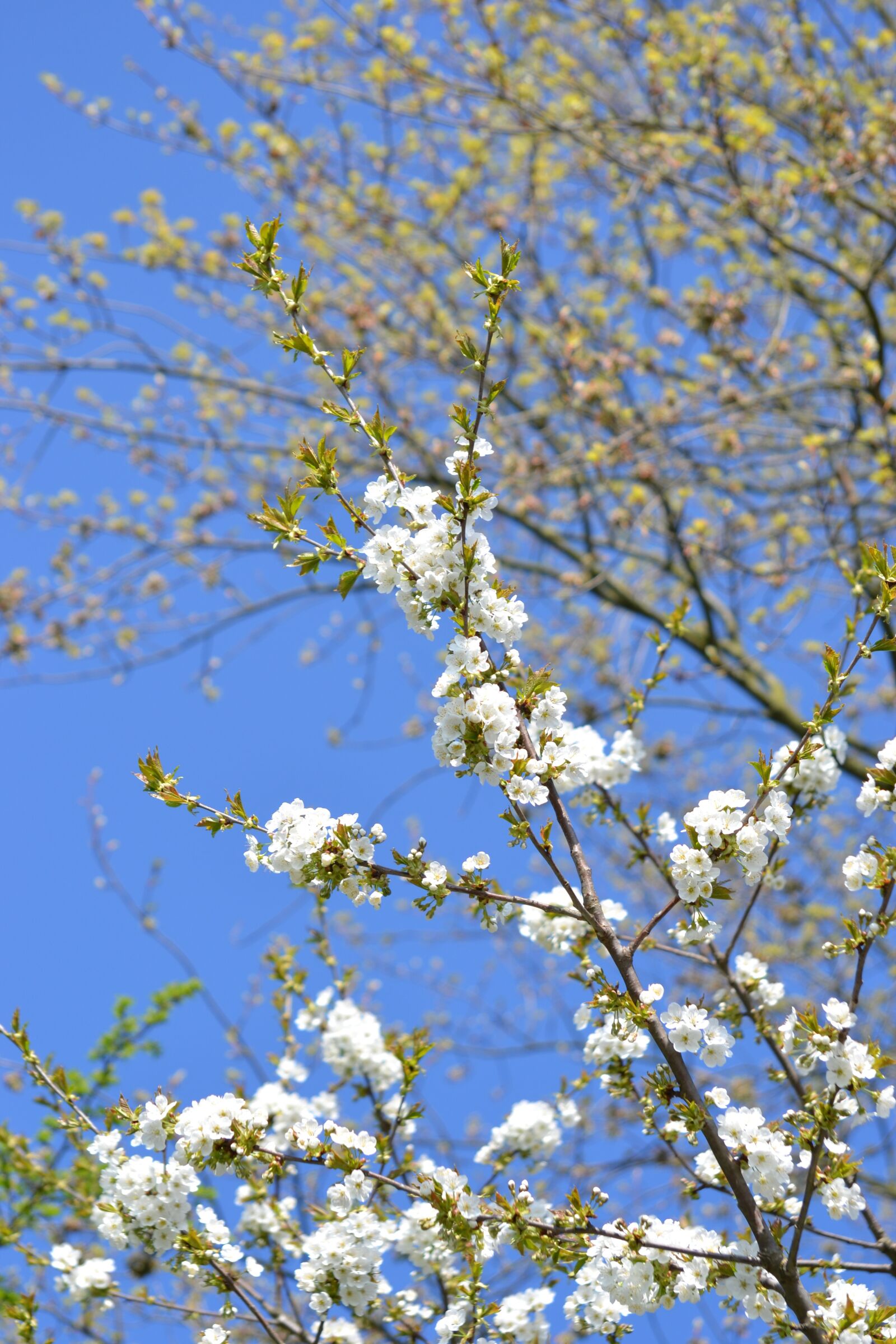 Nikon D3100 sample photo. Spring, bloom, flowers photography