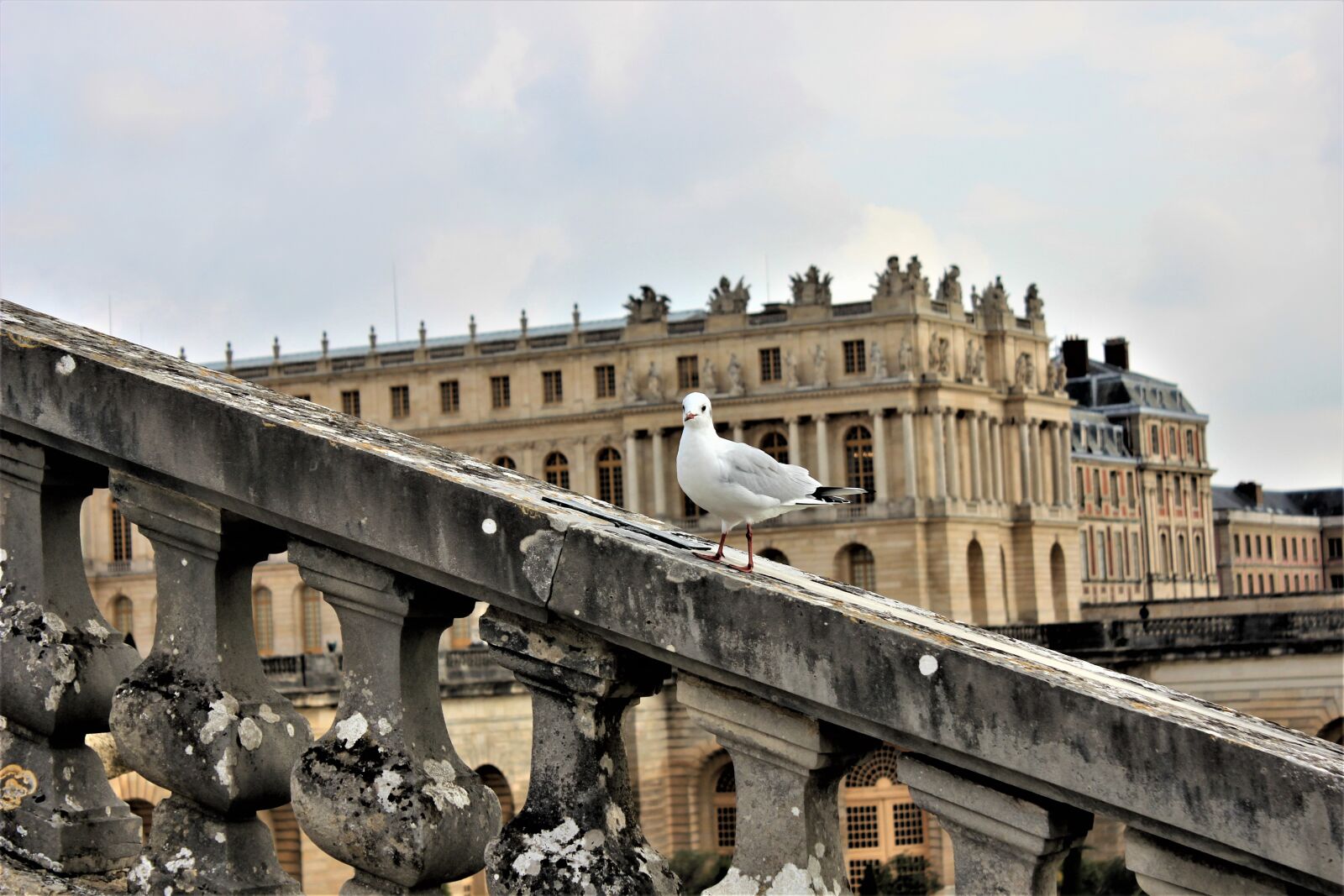 Canon EOS 600D (Rebel EOS T3i / EOS Kiss X5) sample photo. Bird, building, sky photography