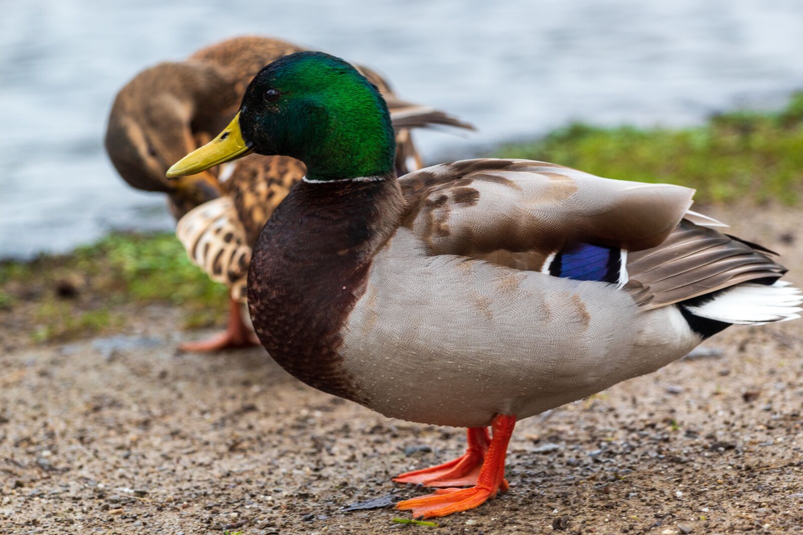 Canon EF 70-200mm F4L USM sample photo. Duck, mallard, colourful photography